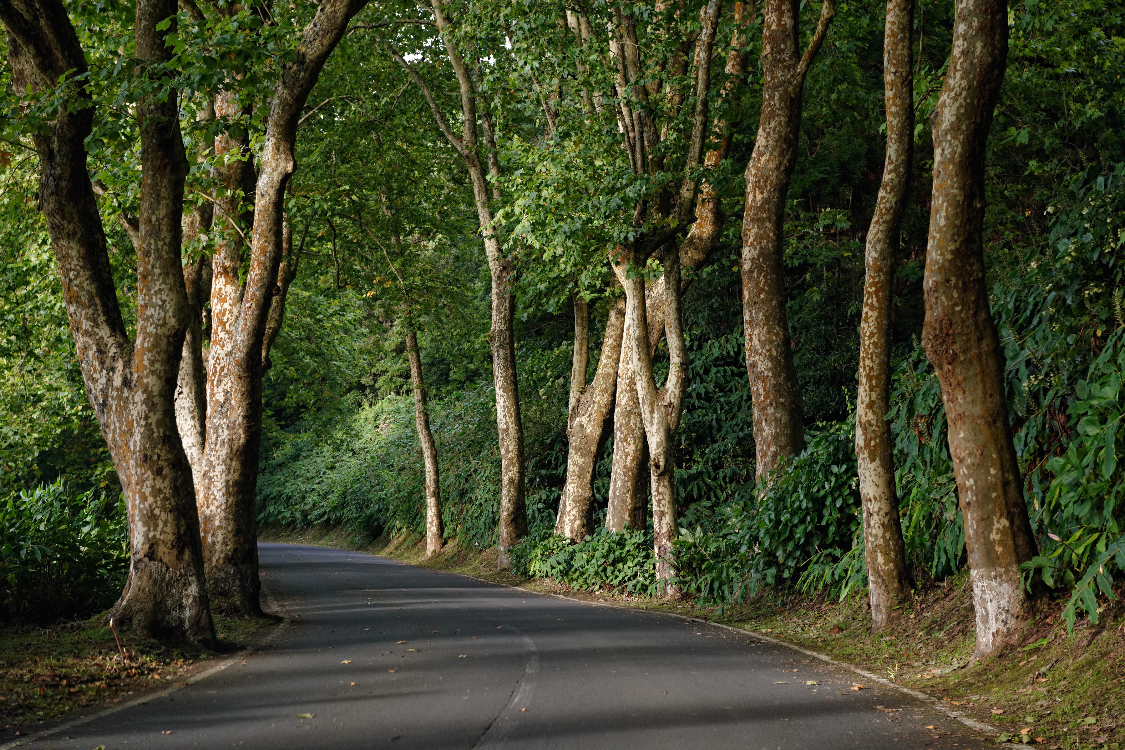 Road lined with trees in Azores, Portugal HD Wallpaper