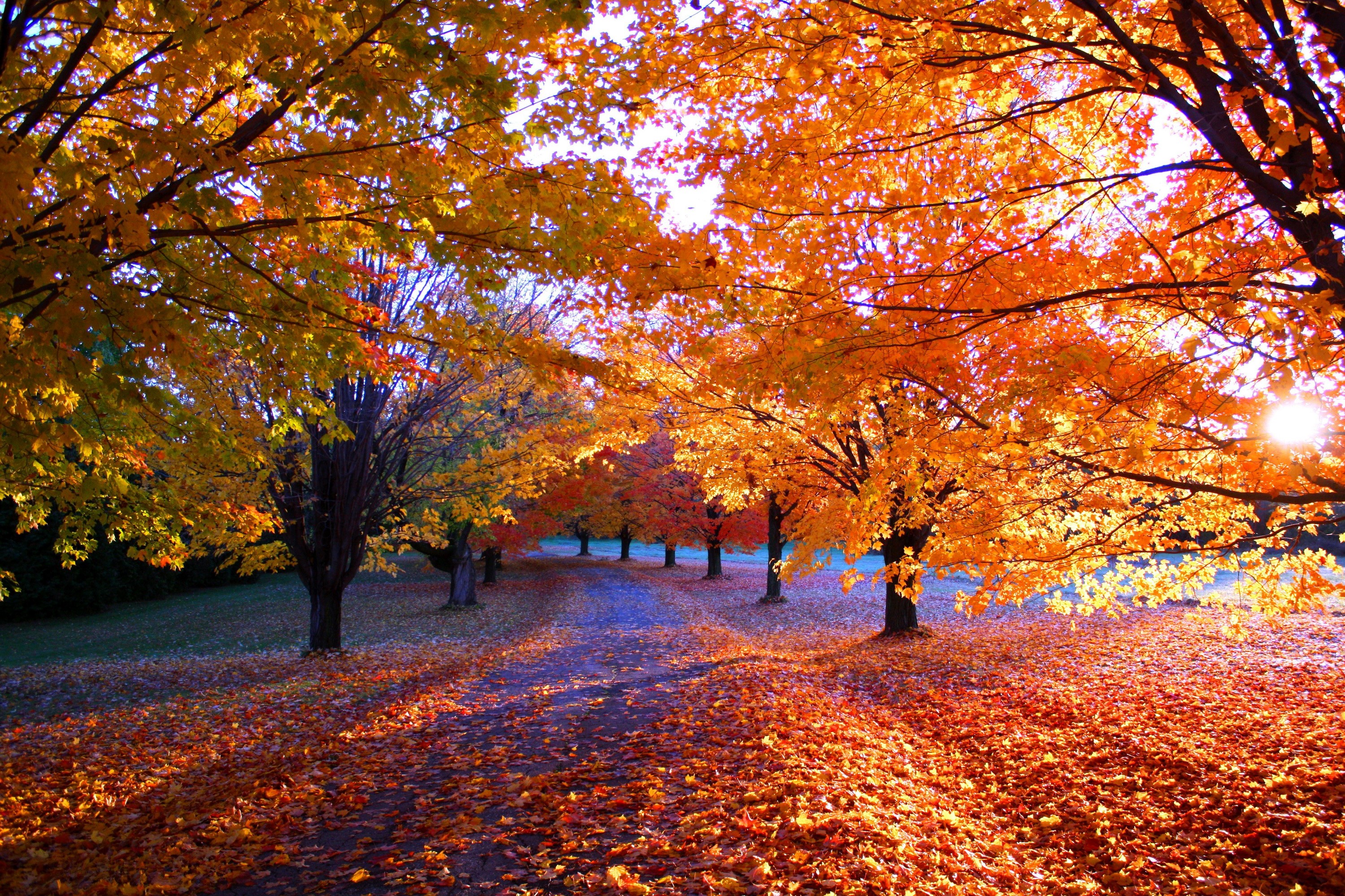 Autumn trees with colorful foliage and fallen leaves HD Wallpaper