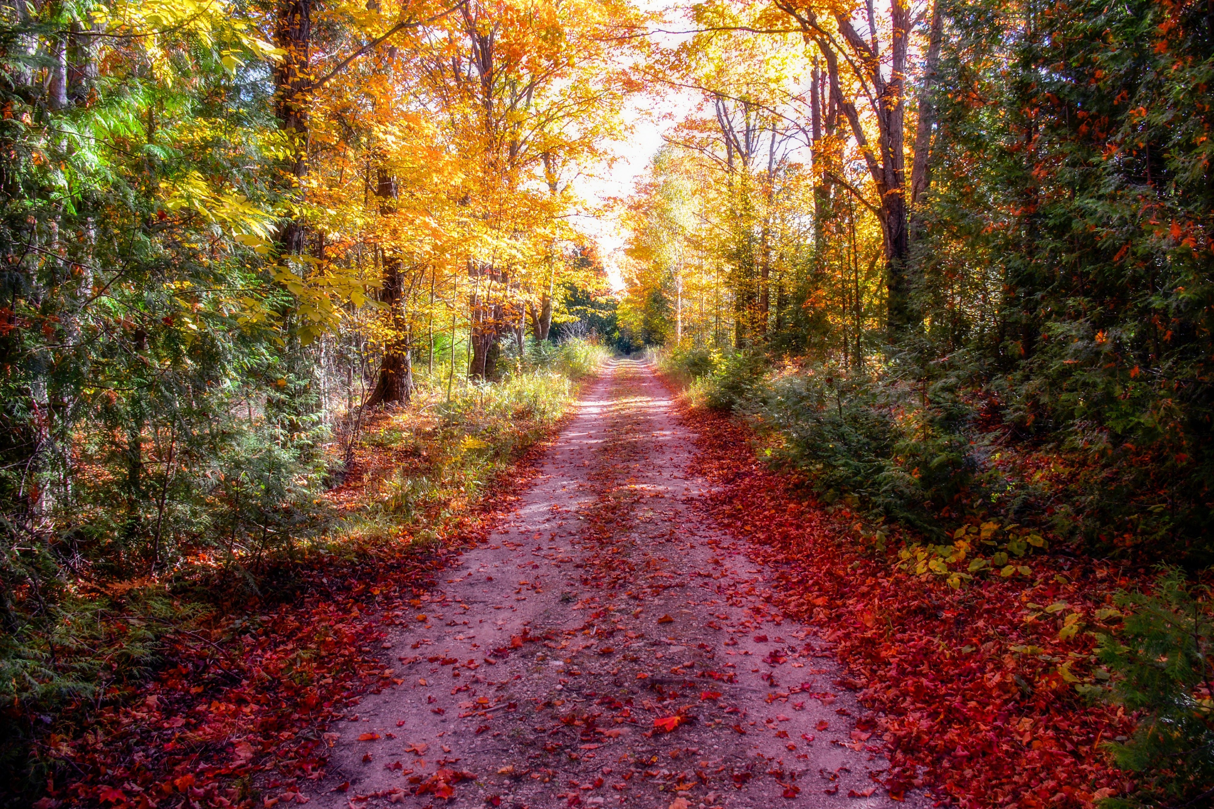 Autumn forest road with fallen leaves HD Wallpaper