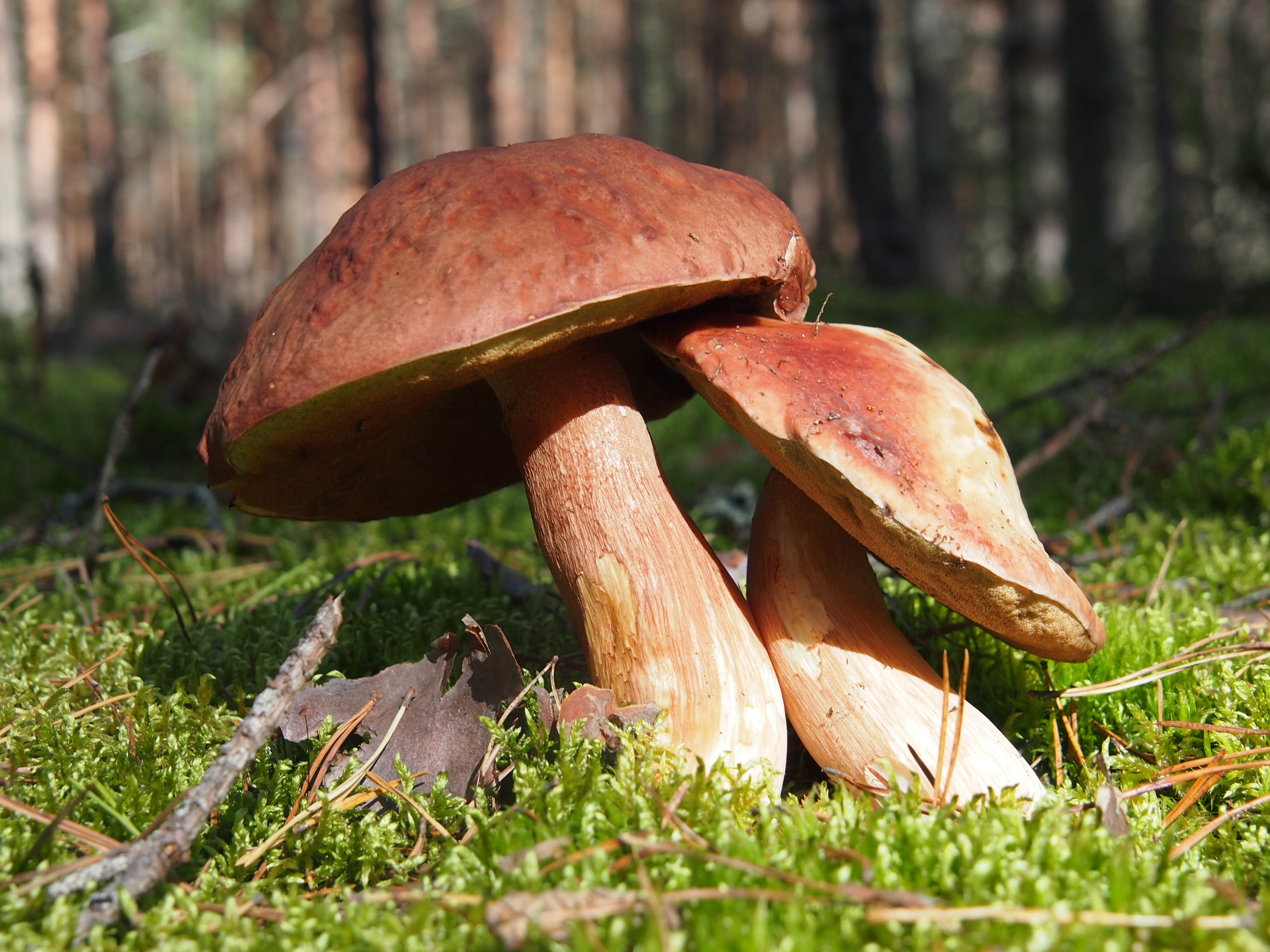 Two Penny bun mushrooms in grass HD Wallpaper