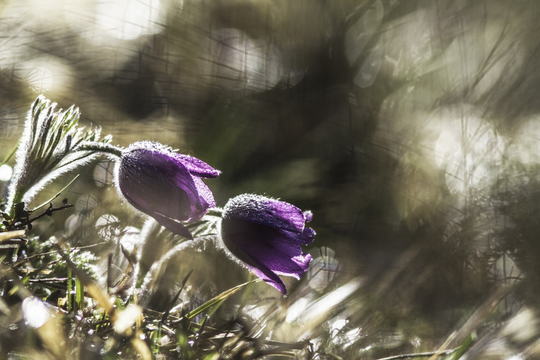 Purple Pasqueflowers with Dewdrops in Sunlight HD Wallpaper