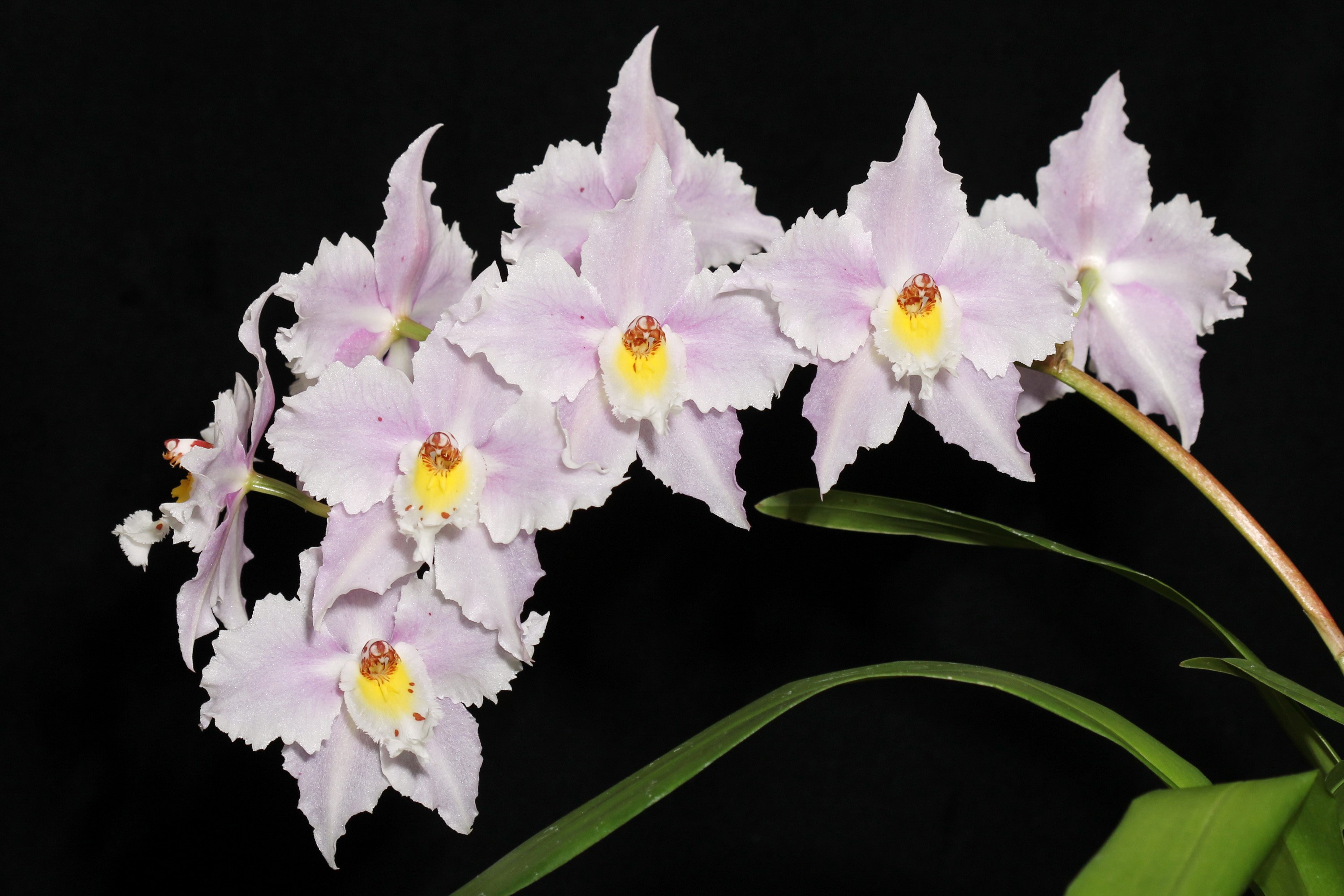 Close-up of a spray of pale pink orchids with yellow centers HD Wallpaper