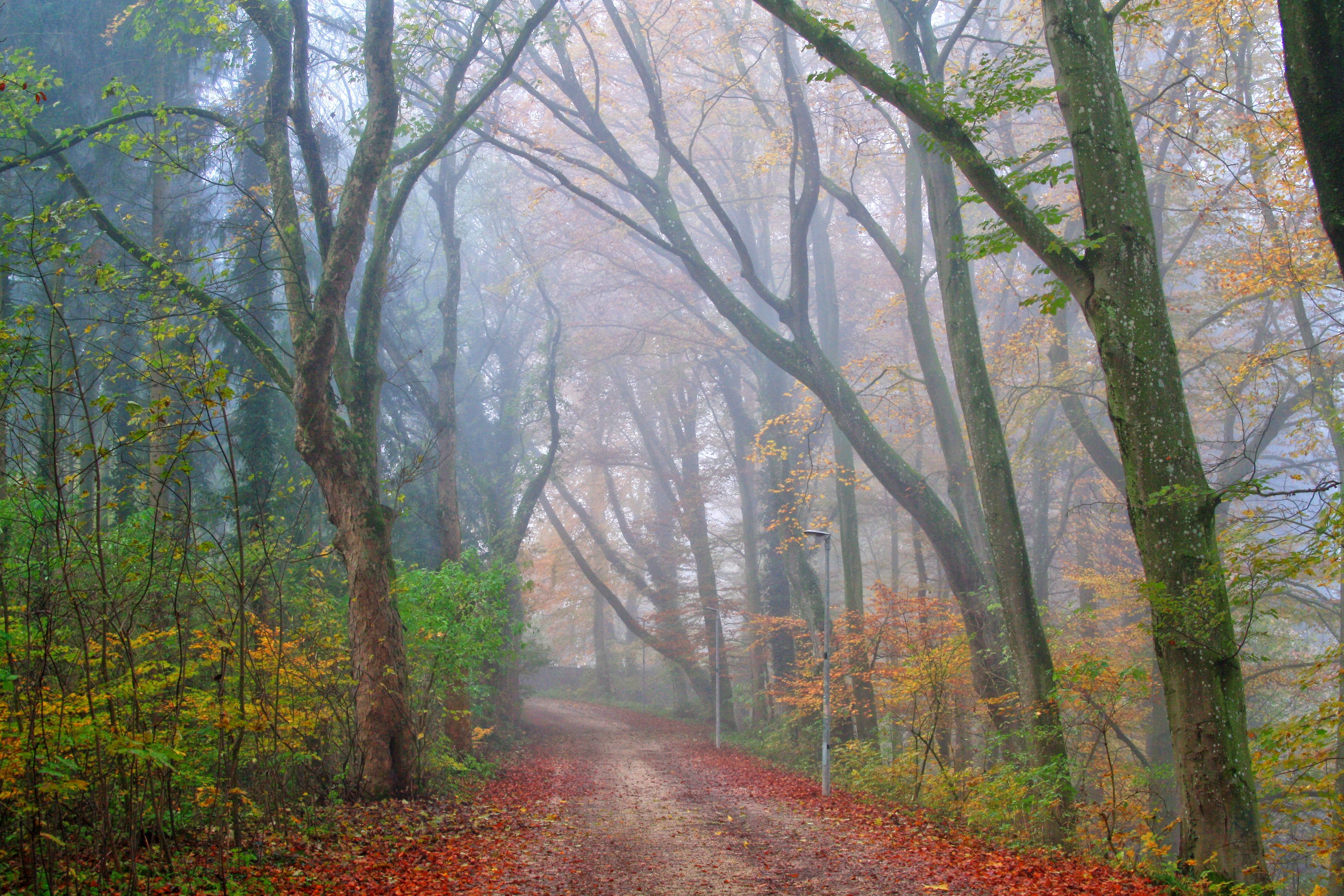Autumn forest path in fog HD Wallpaper