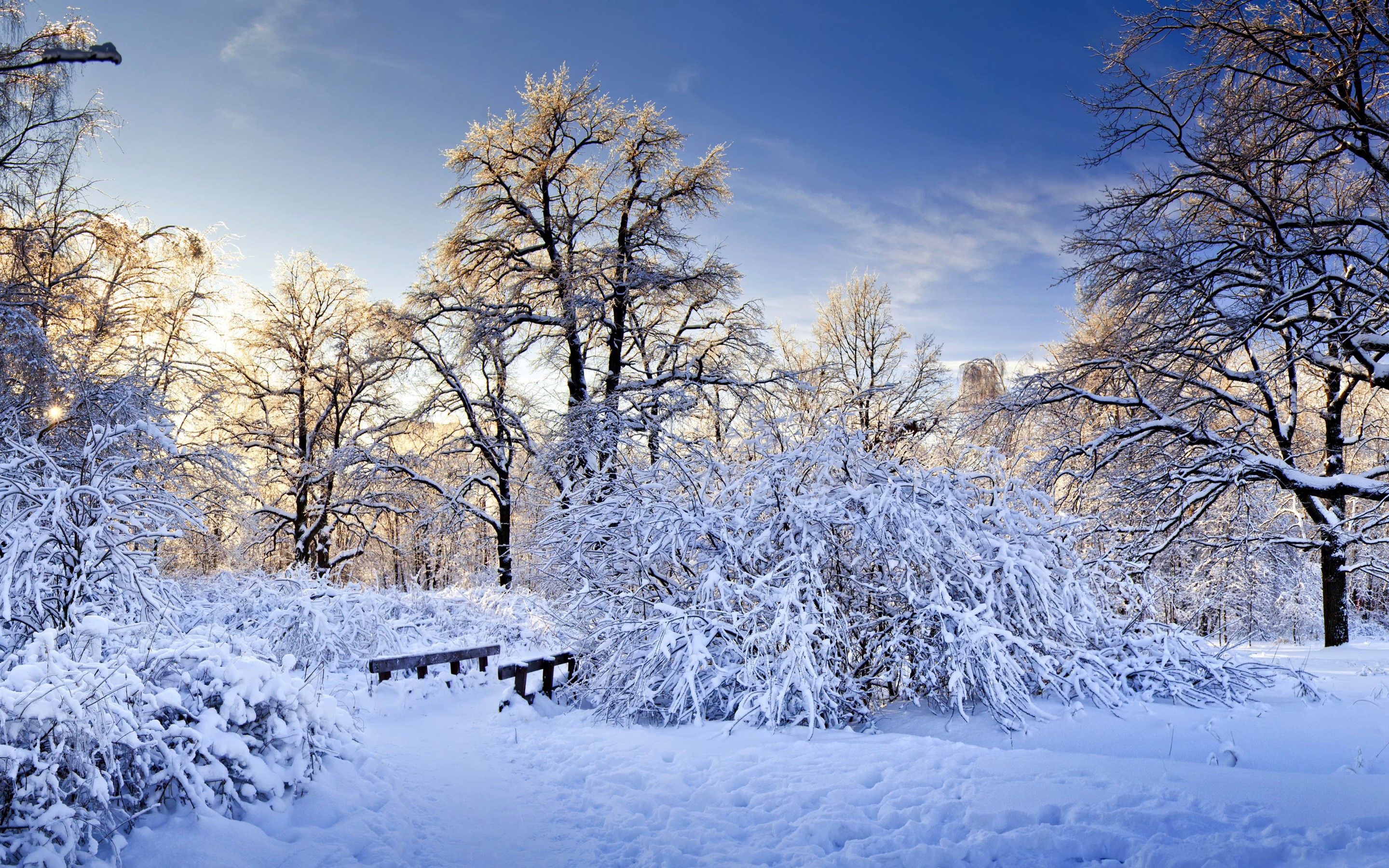 Snow-covered park with trees and a bench HD Wallpaper