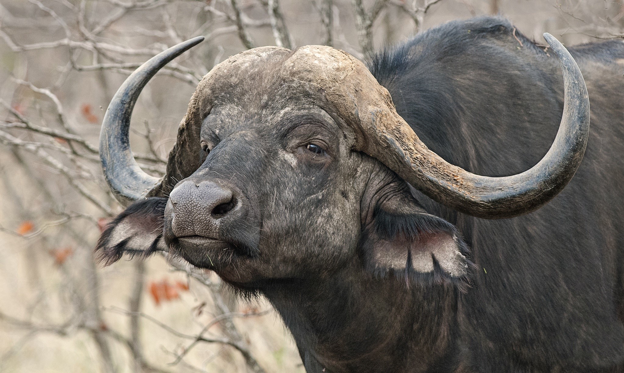 African buffalo with large curved horns HD Wallpaper