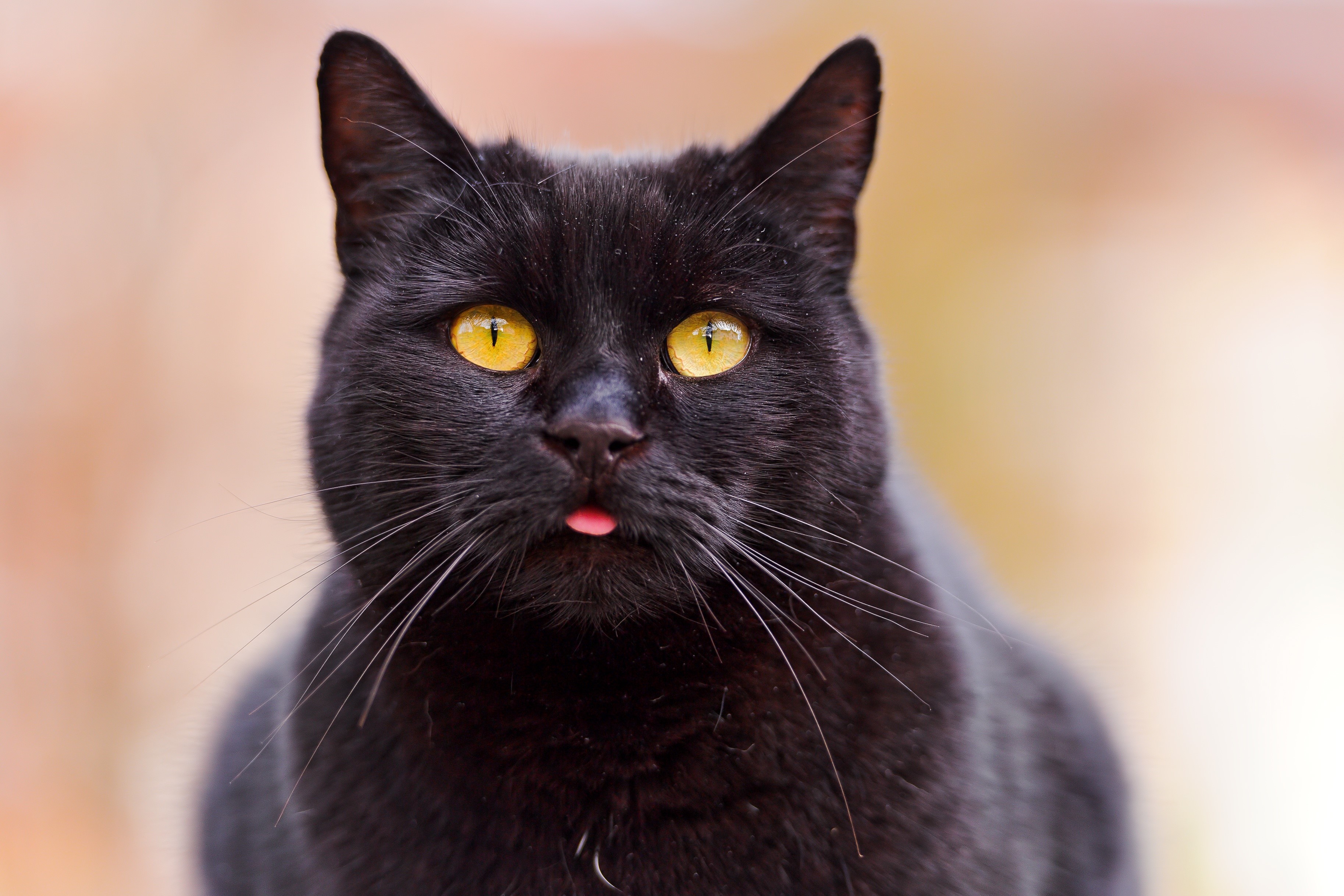 Black cat with yellow eyes sticking out its tongue HD Wallpaper