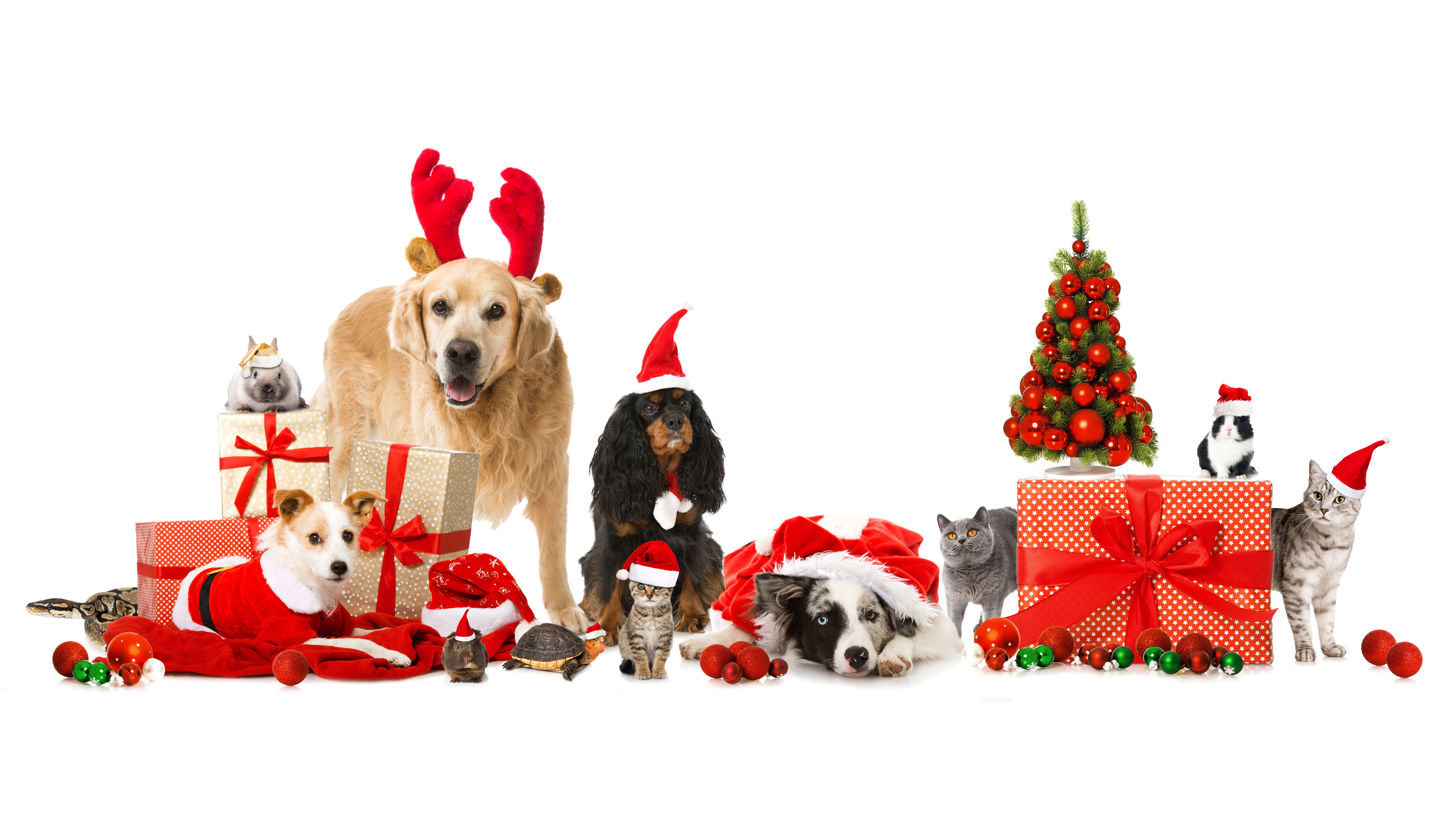 Christmas pets with gifts and tree HD Wallpaper
