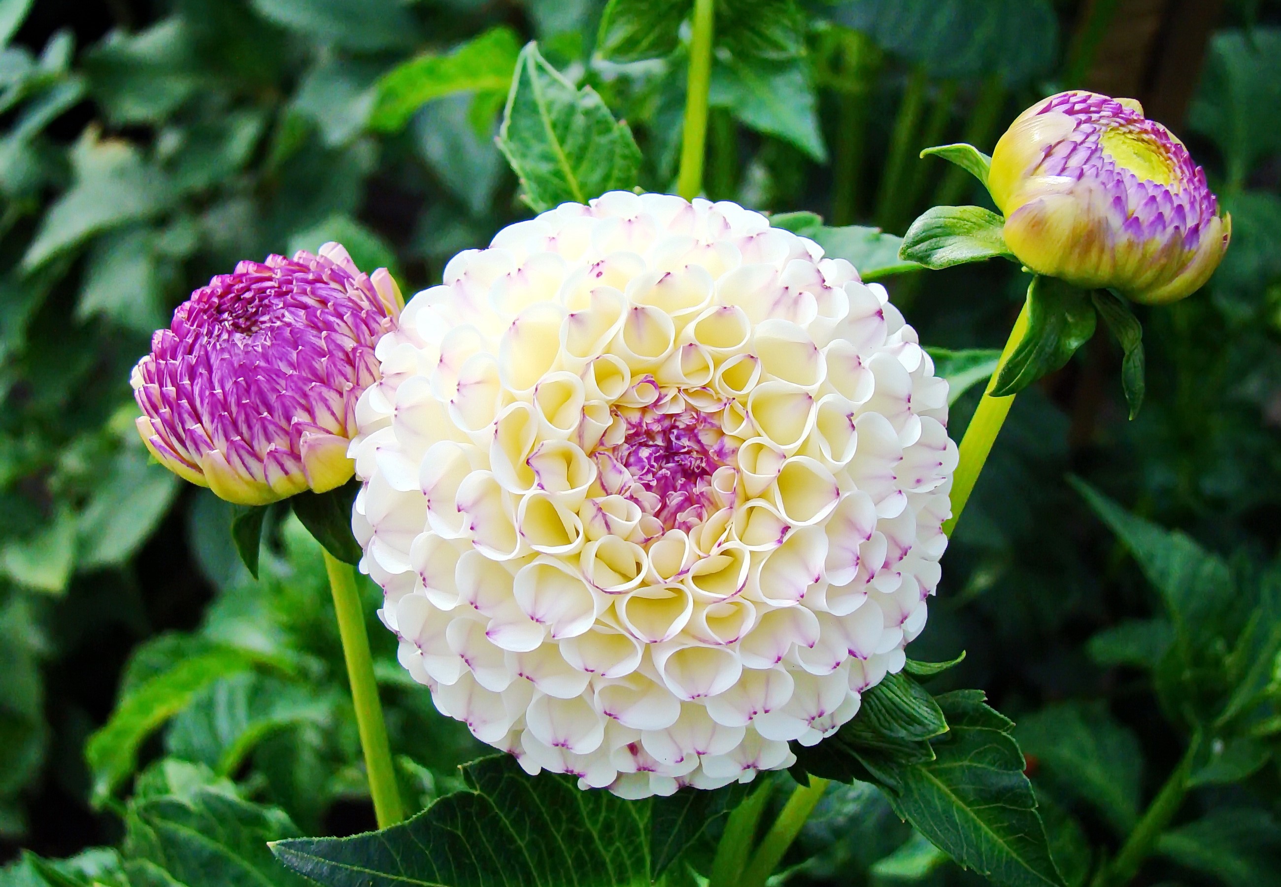 White Dahlia flower with purple edges and buds HD Wallpaper
