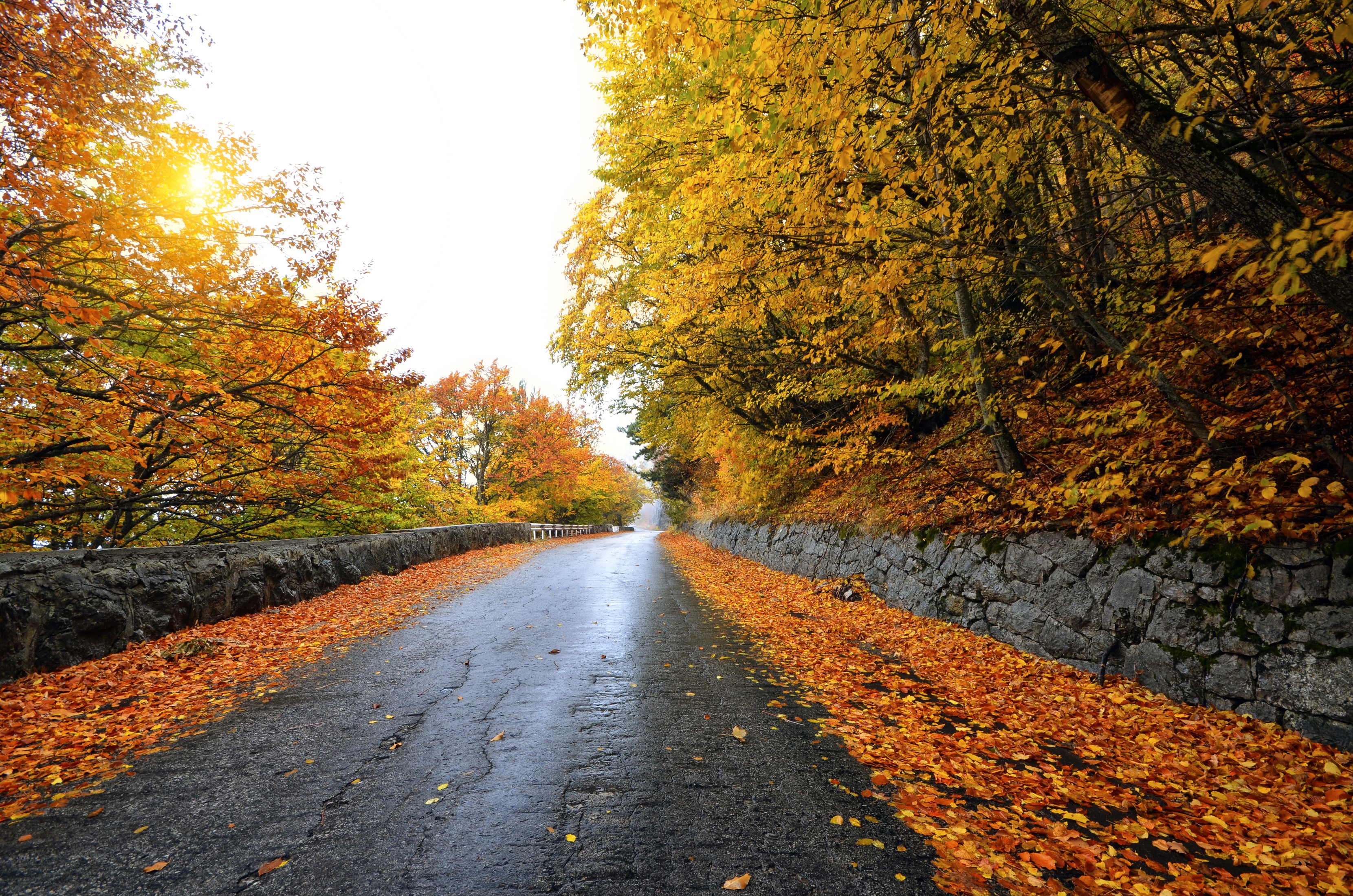 Road lined with autumn trees and fallen leaves HD Wallpaper