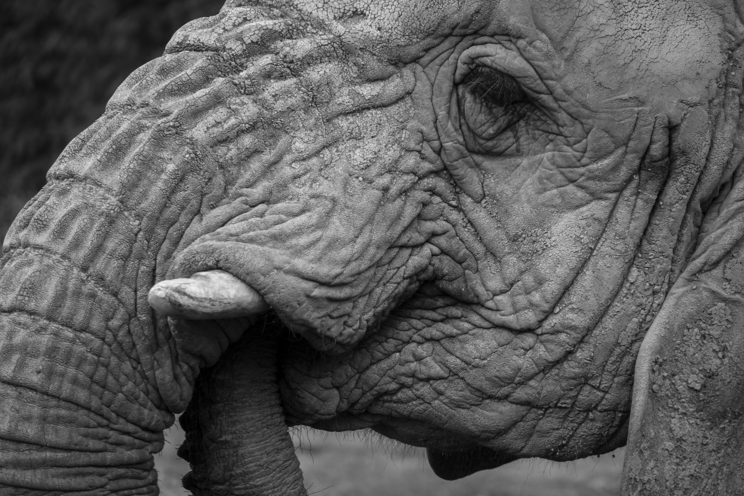 Close-up of an elephant's wrinkled face and eye HD Wallpaper