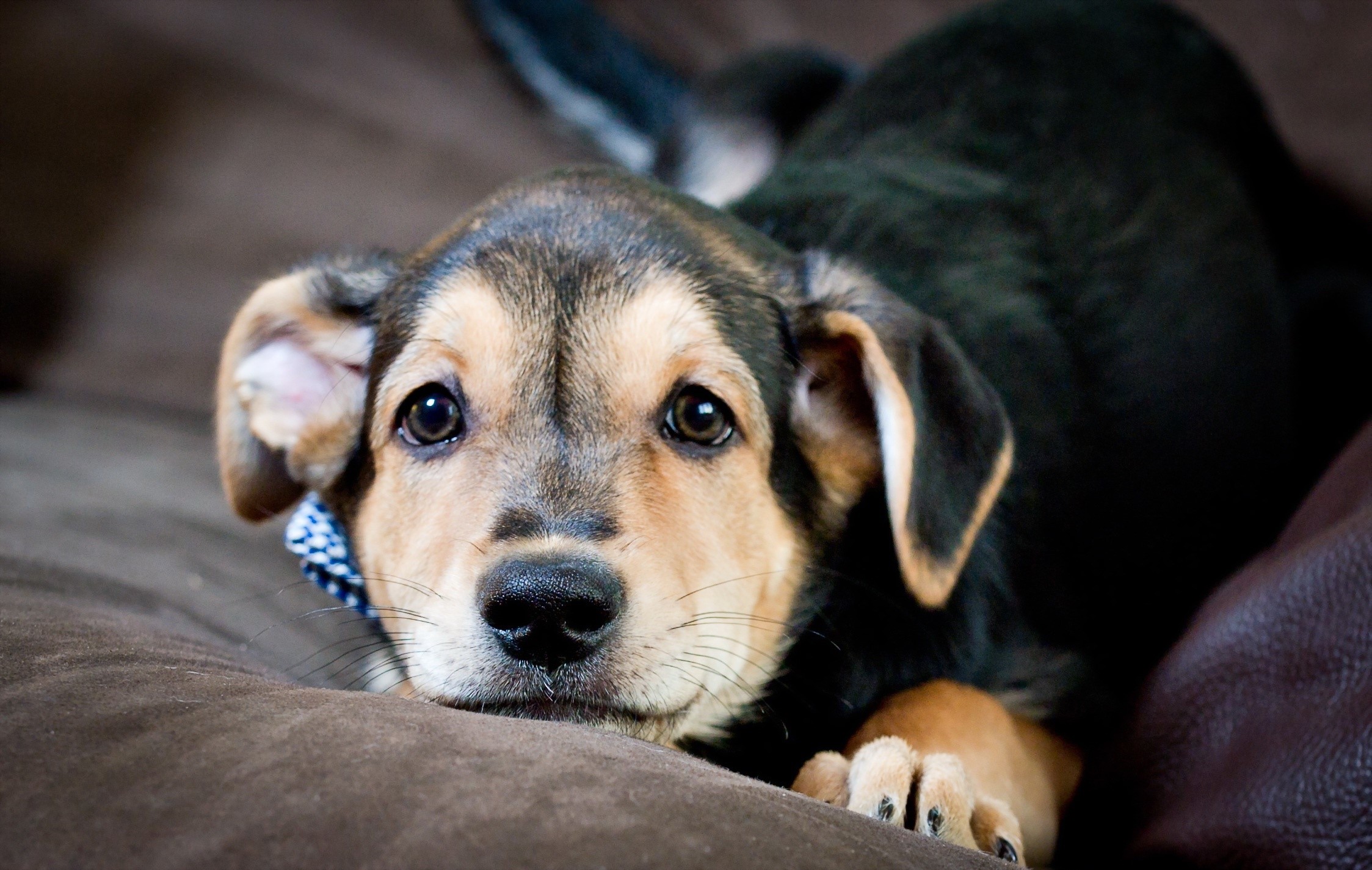 Puppy with blue bandana looking at the camera HD Wallpaper