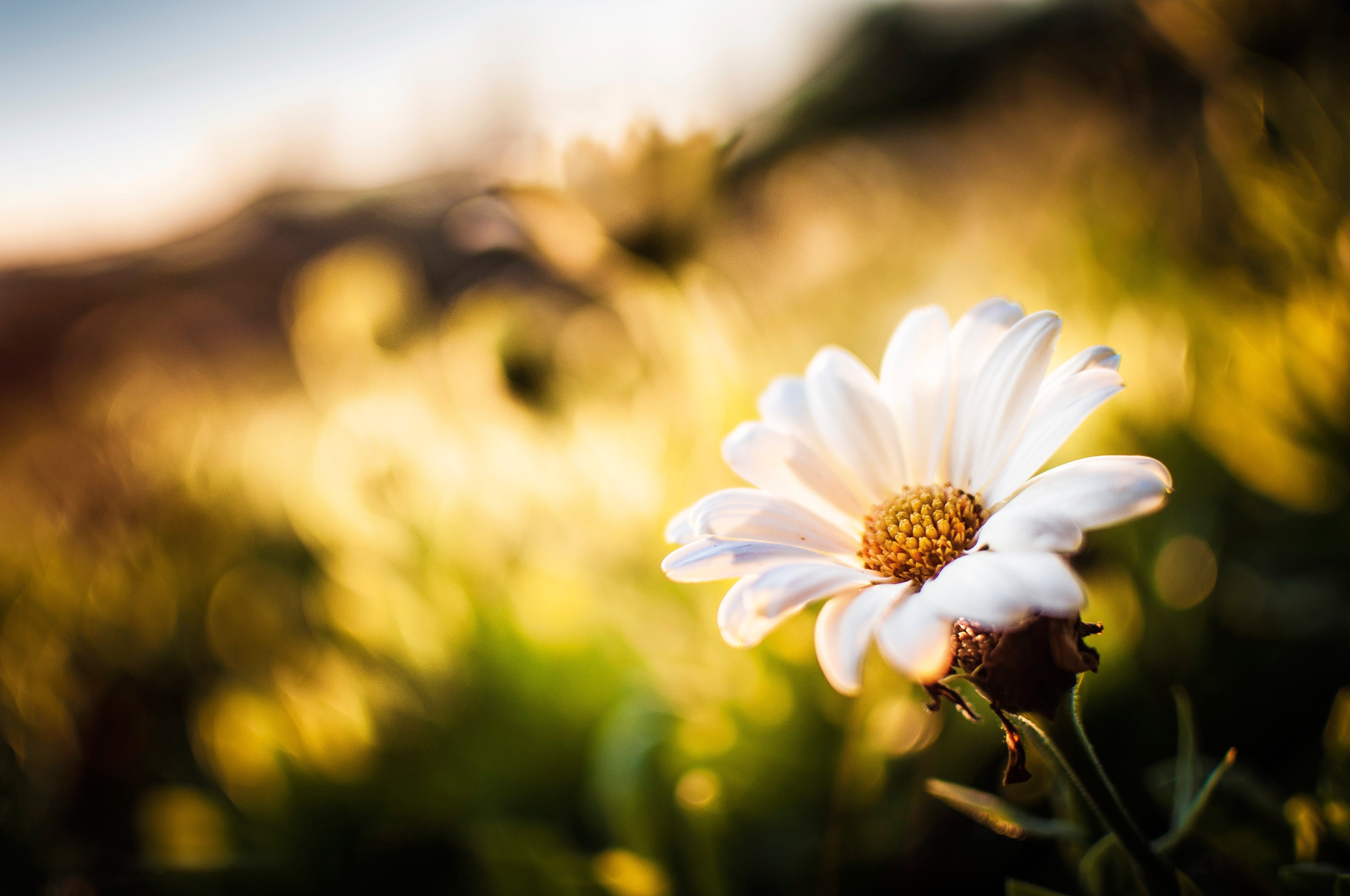 4K Camomiles HD Wallpaper