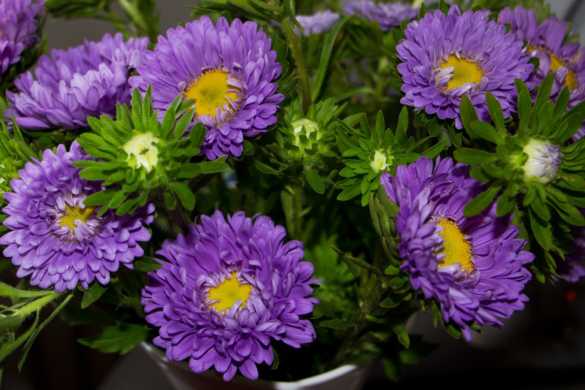 Purple Asters with Yellow Centers HD Wallpaper