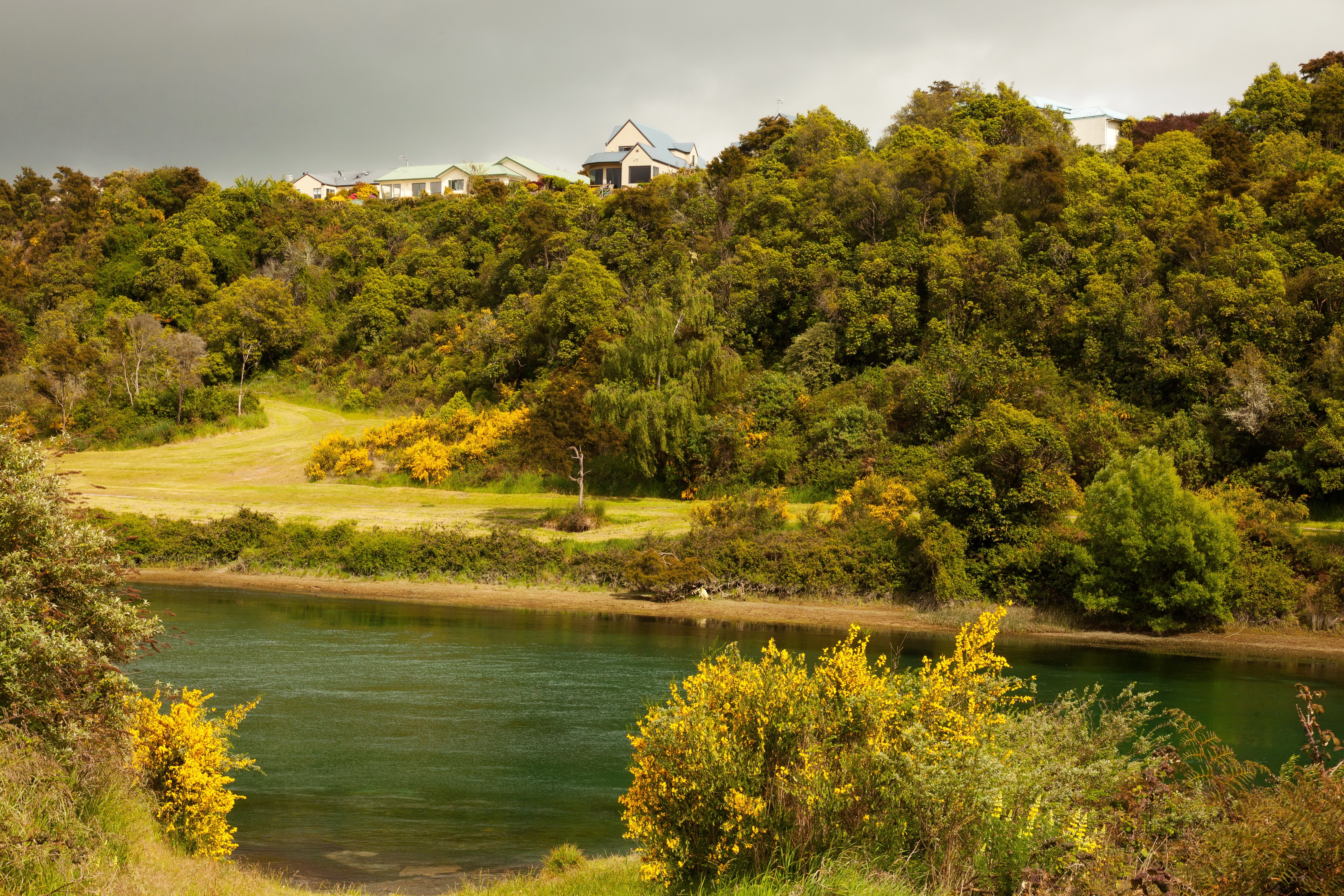 Houses on a forested hill overlooking a river in New Zealand HD Wallpaper