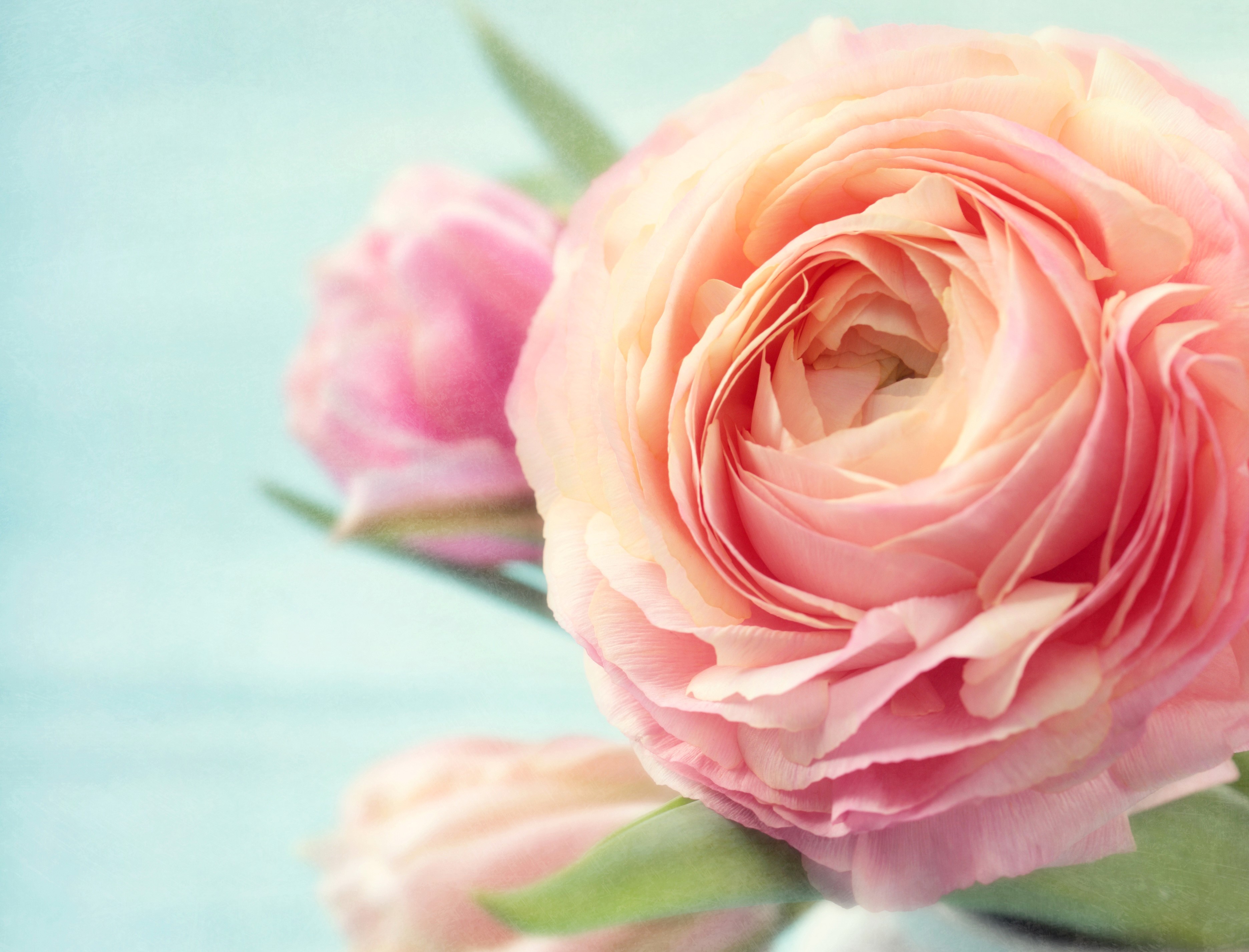 Close-up of a pink ranunculus flower HD Wallpaper
