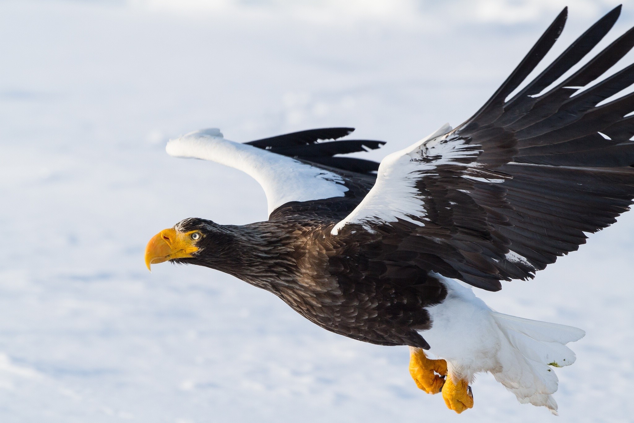 Steller's Sea Eagle in flight over snow HD Wallpaper