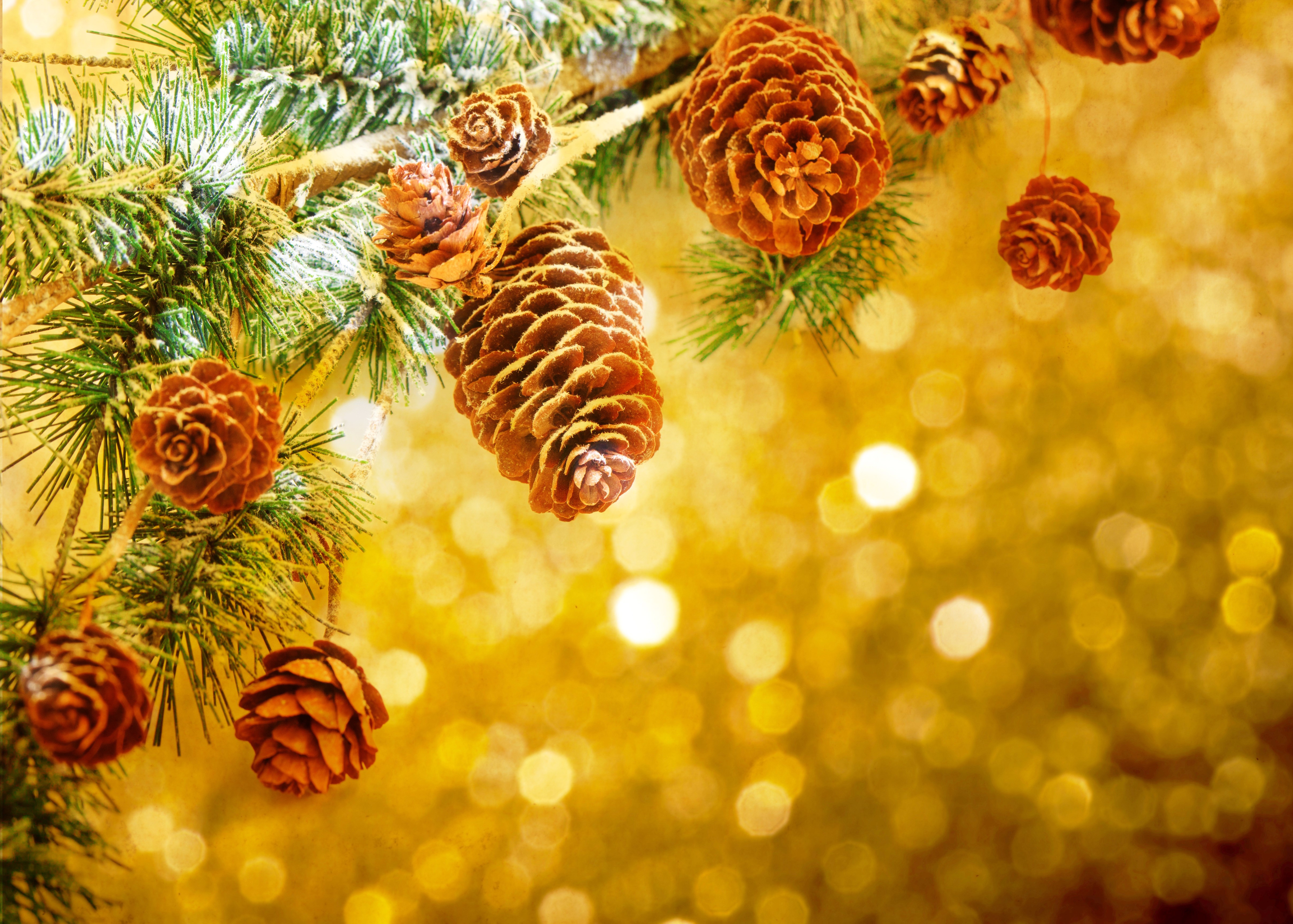 Christmas pine cones on a frosted branch HD Wallpaper