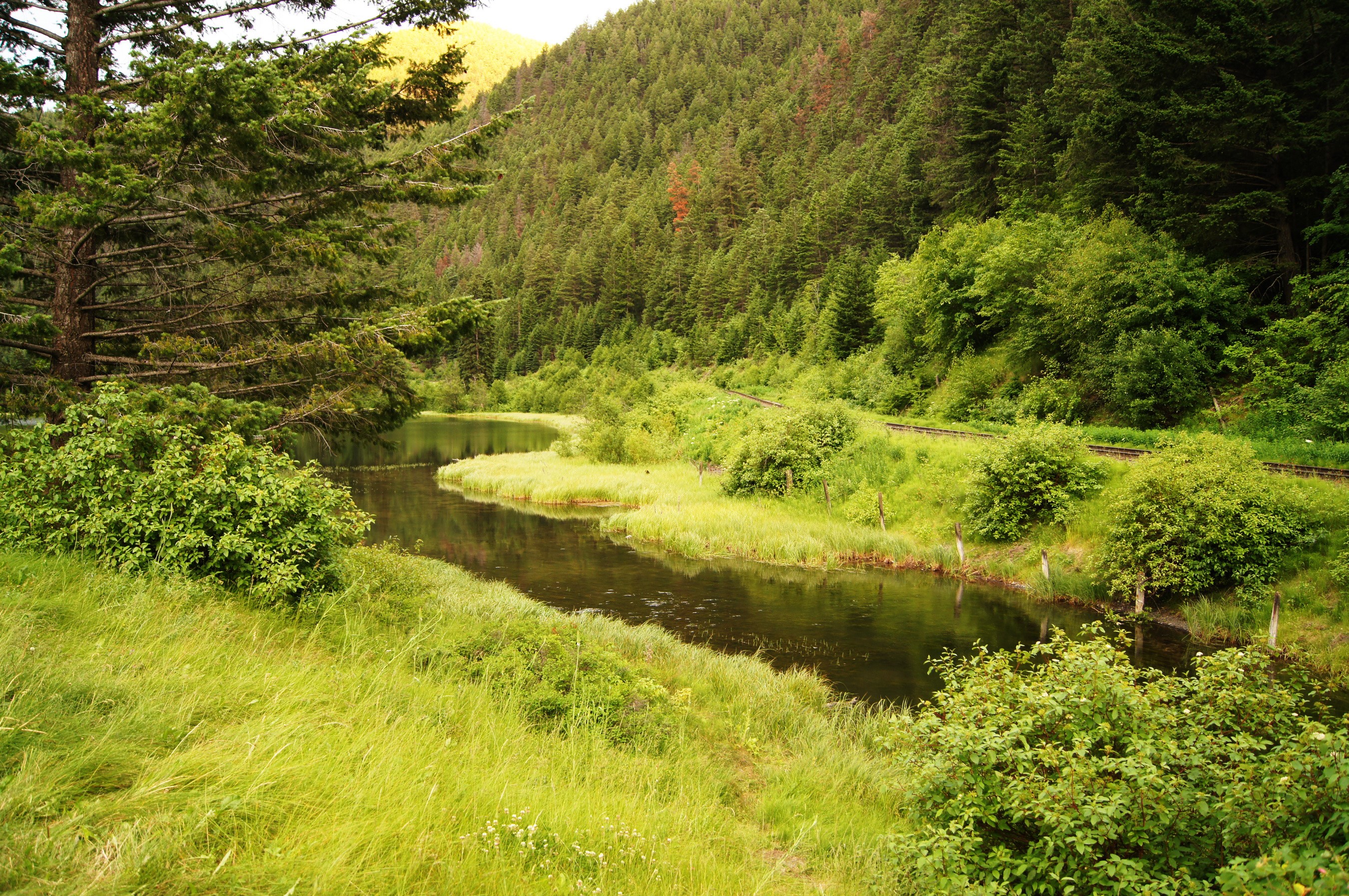 River flowing through a forest with grassy banks and a railroad track HD Wallpaper
