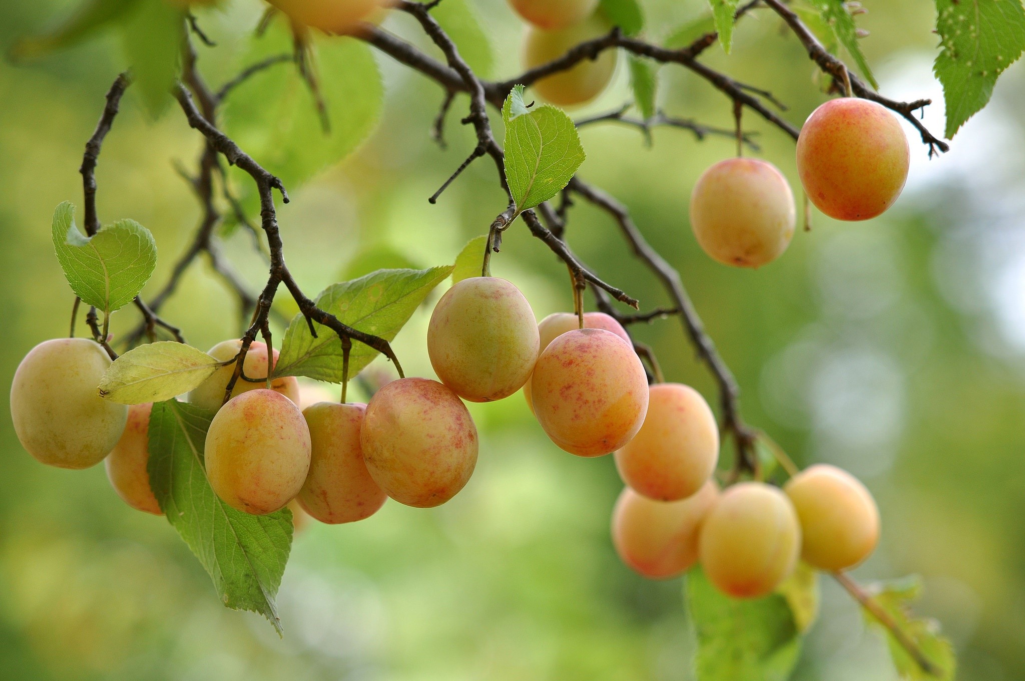 Plums on a tree branch HD Wallpaper