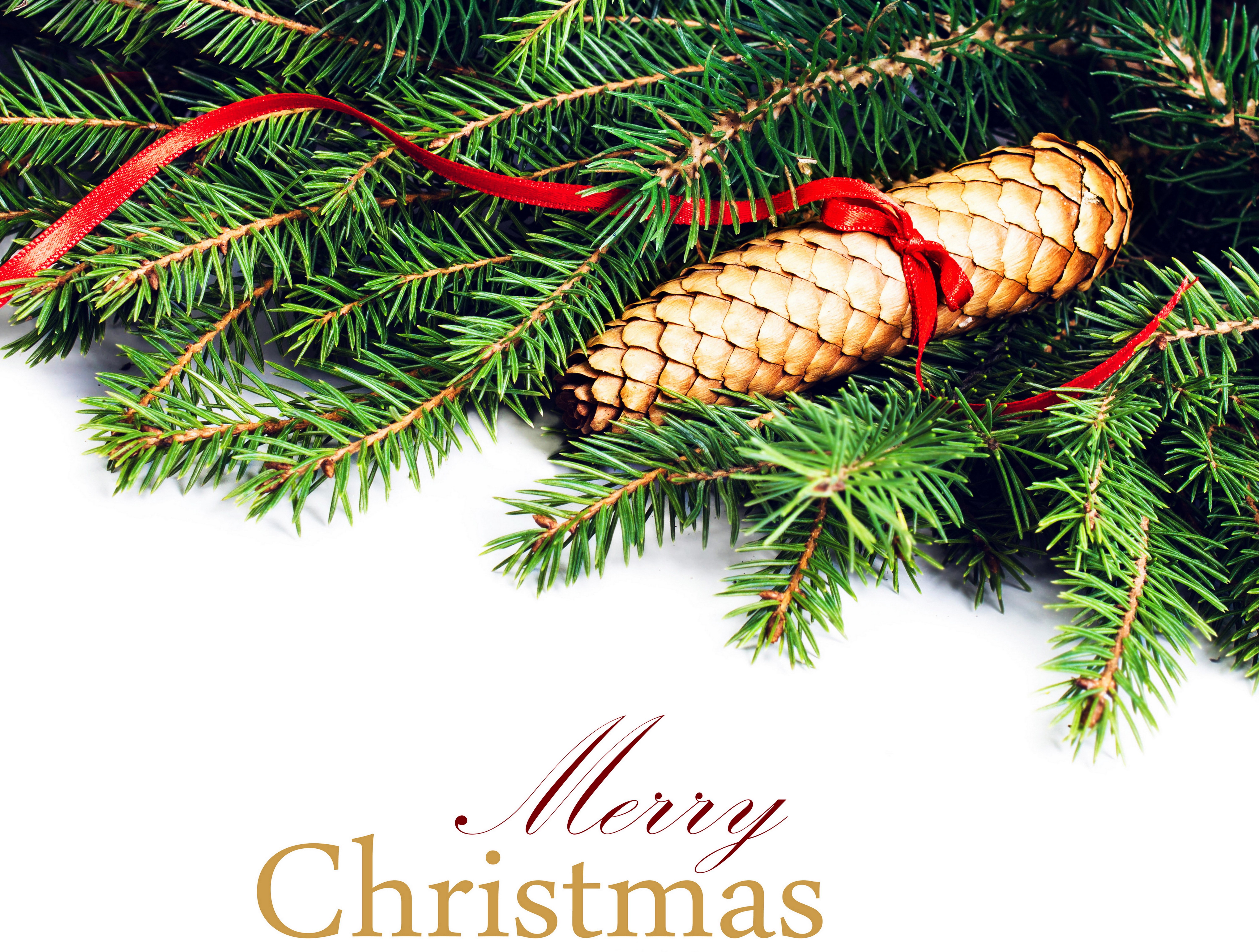 Christmas pine cones and fir branches with red ribbon HD Wallpaper