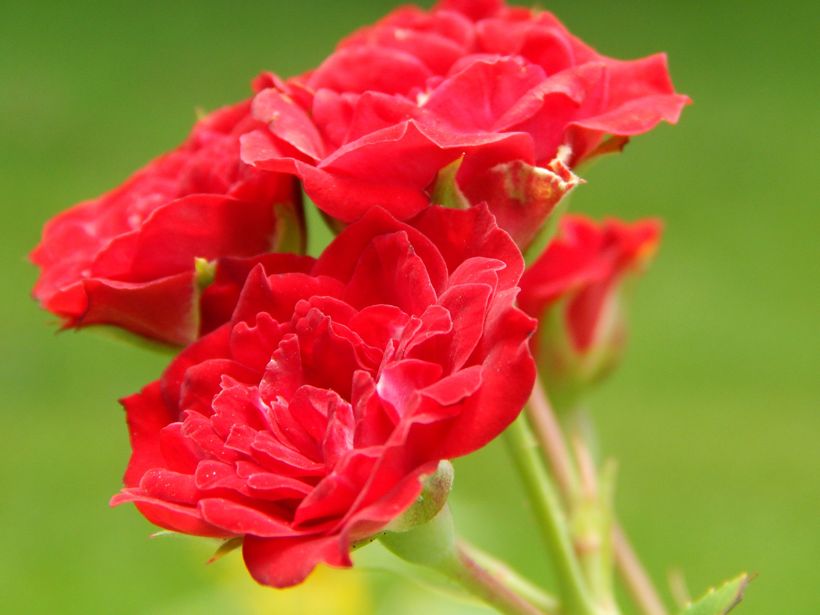 Close-up of red roses with green background HD Wallpaper