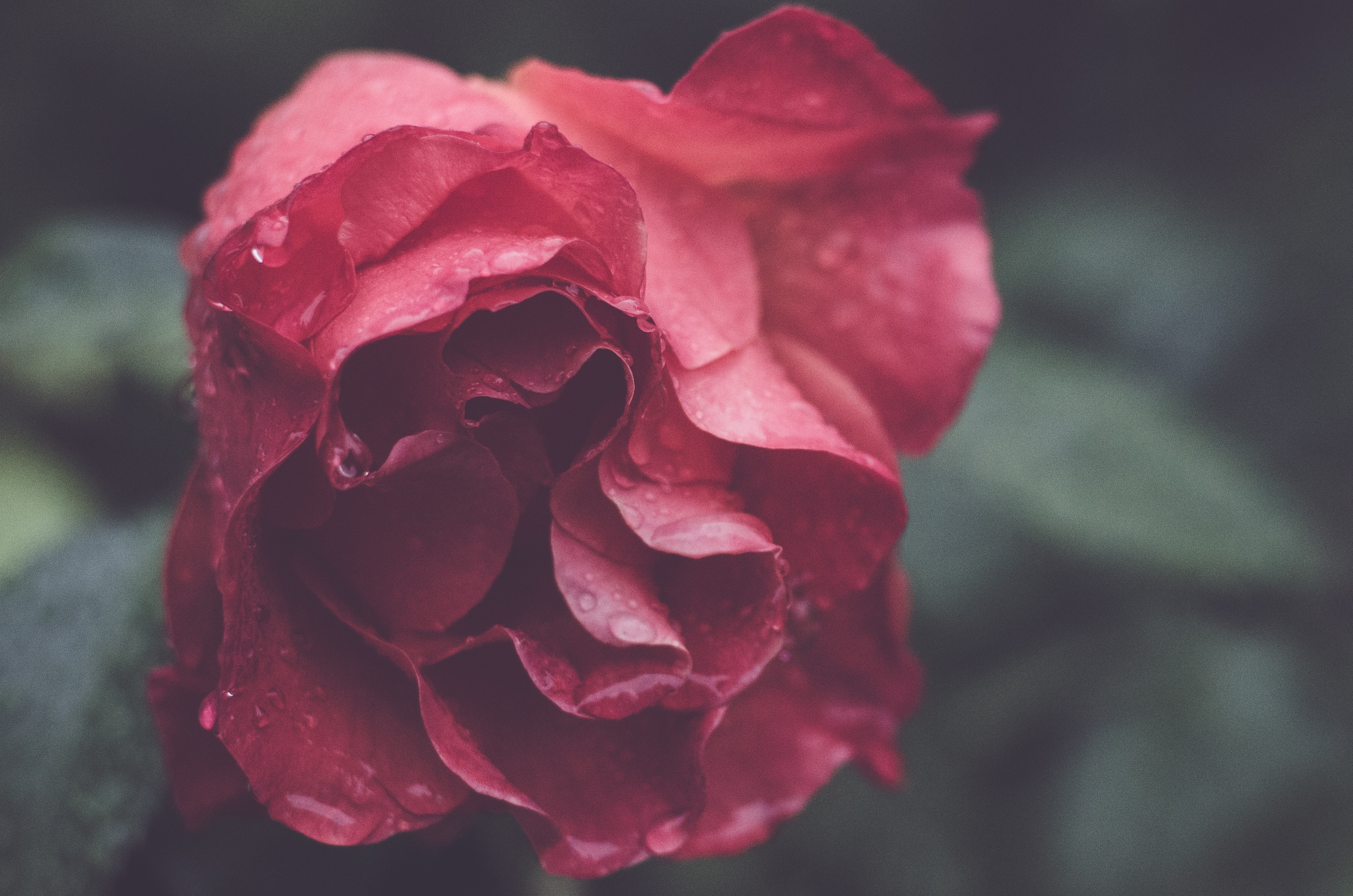 Red Rose with Water Drops HD Wallpaper