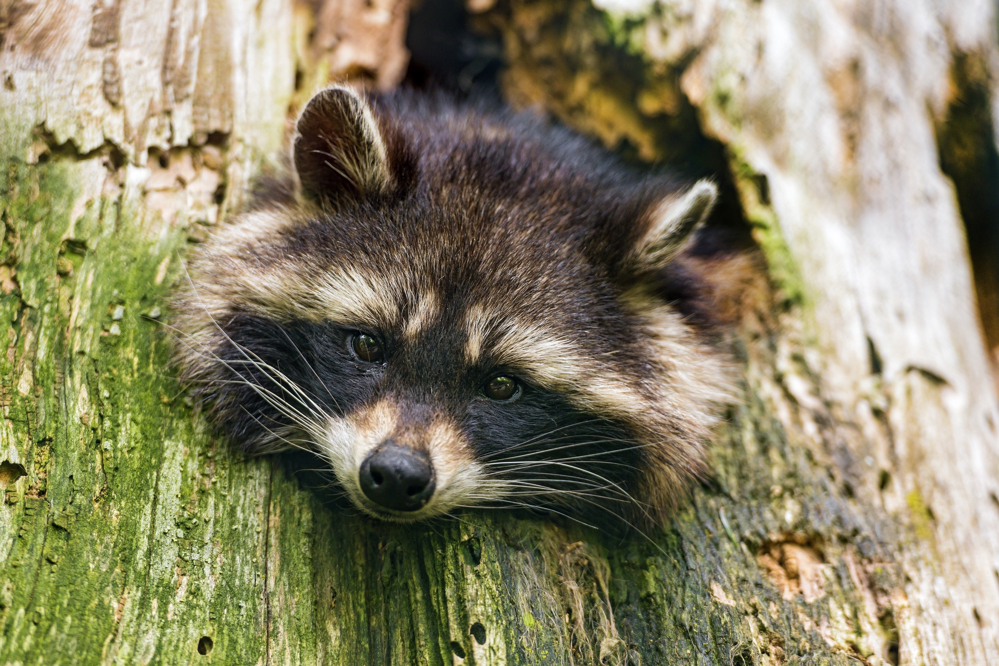 Raccoon peeking out of a tree trunk HD Wallpaper