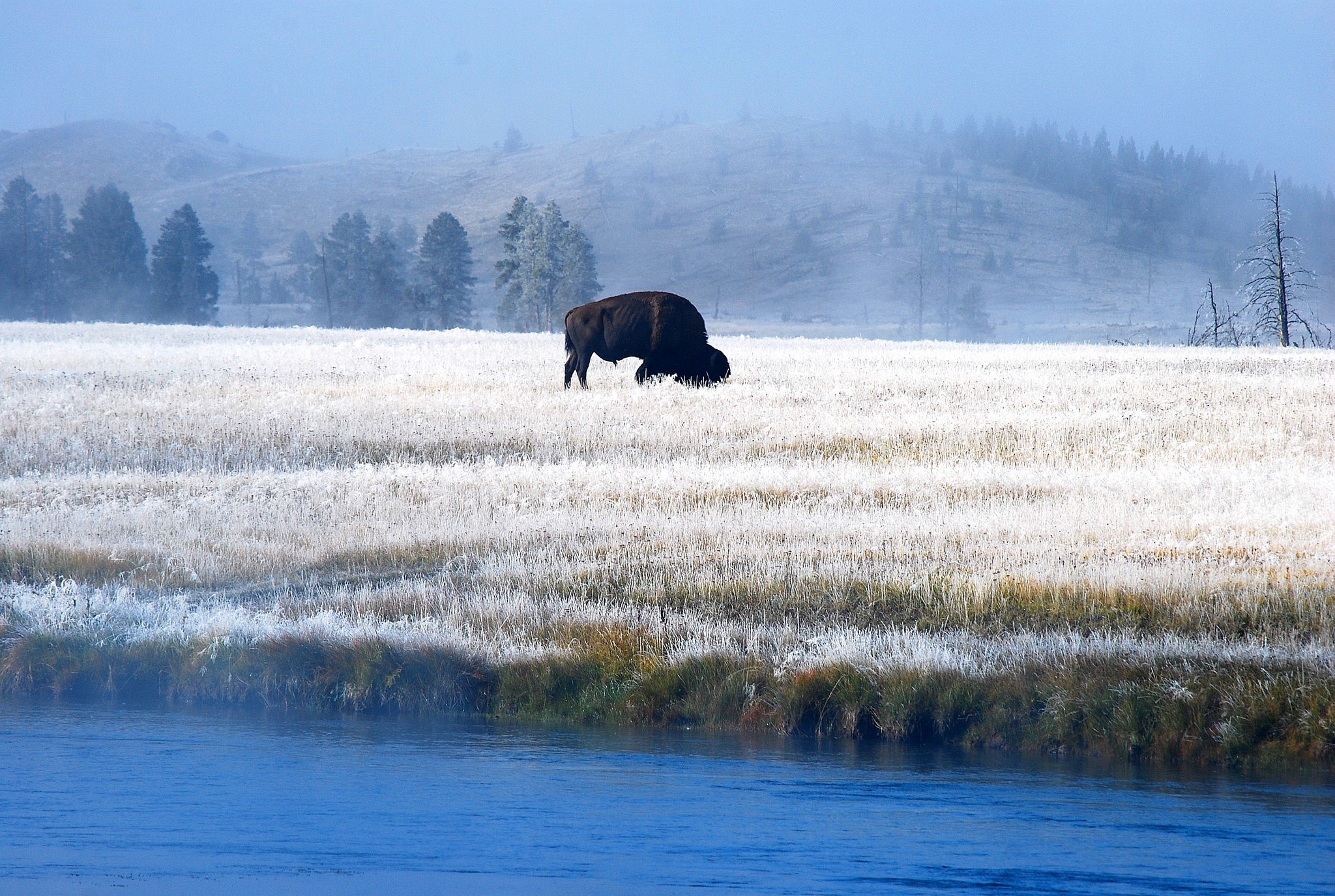 Bison grazing in a frosty field by a river HD Wallpaper