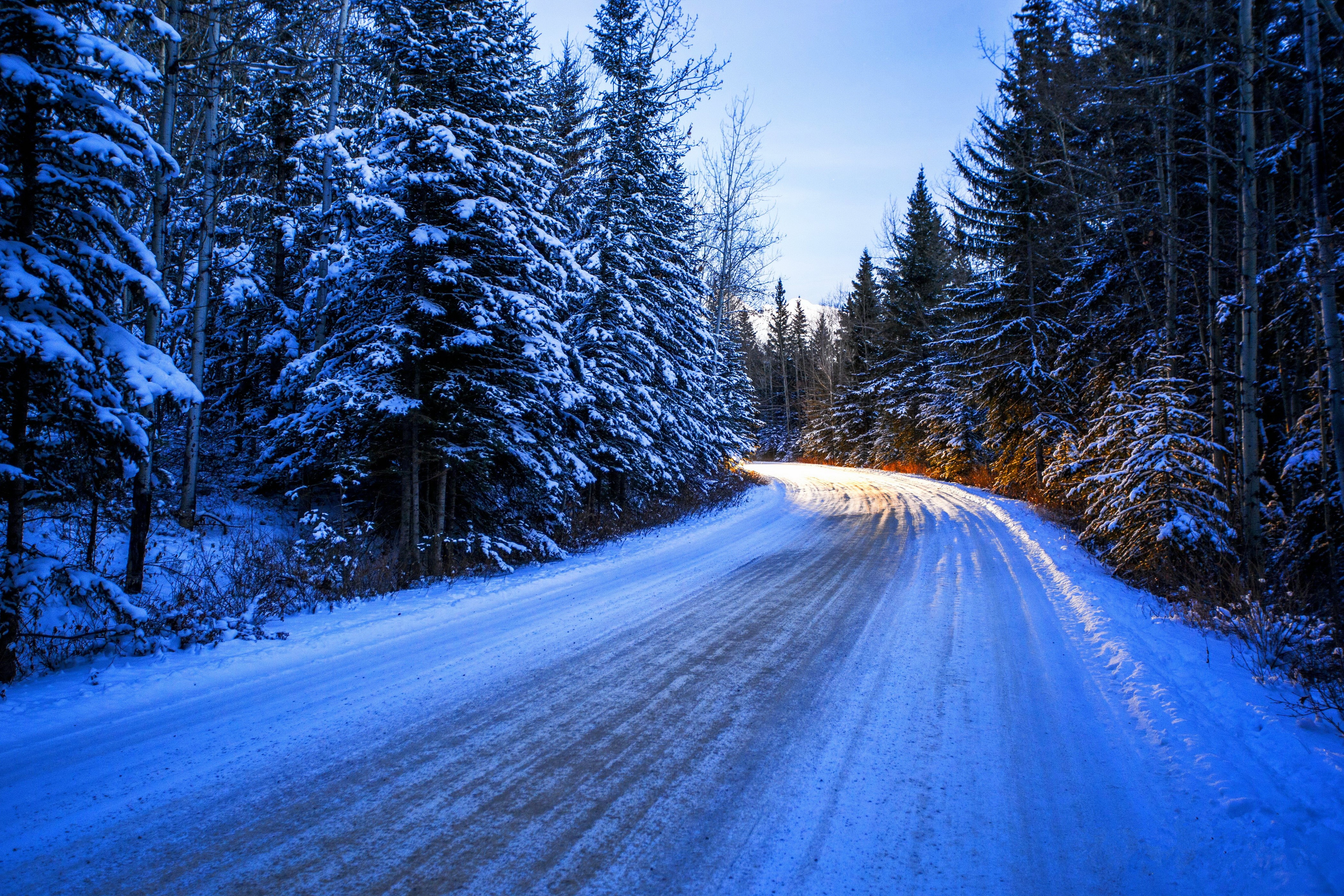 Winter road through a snowy forest HD Wallpaper