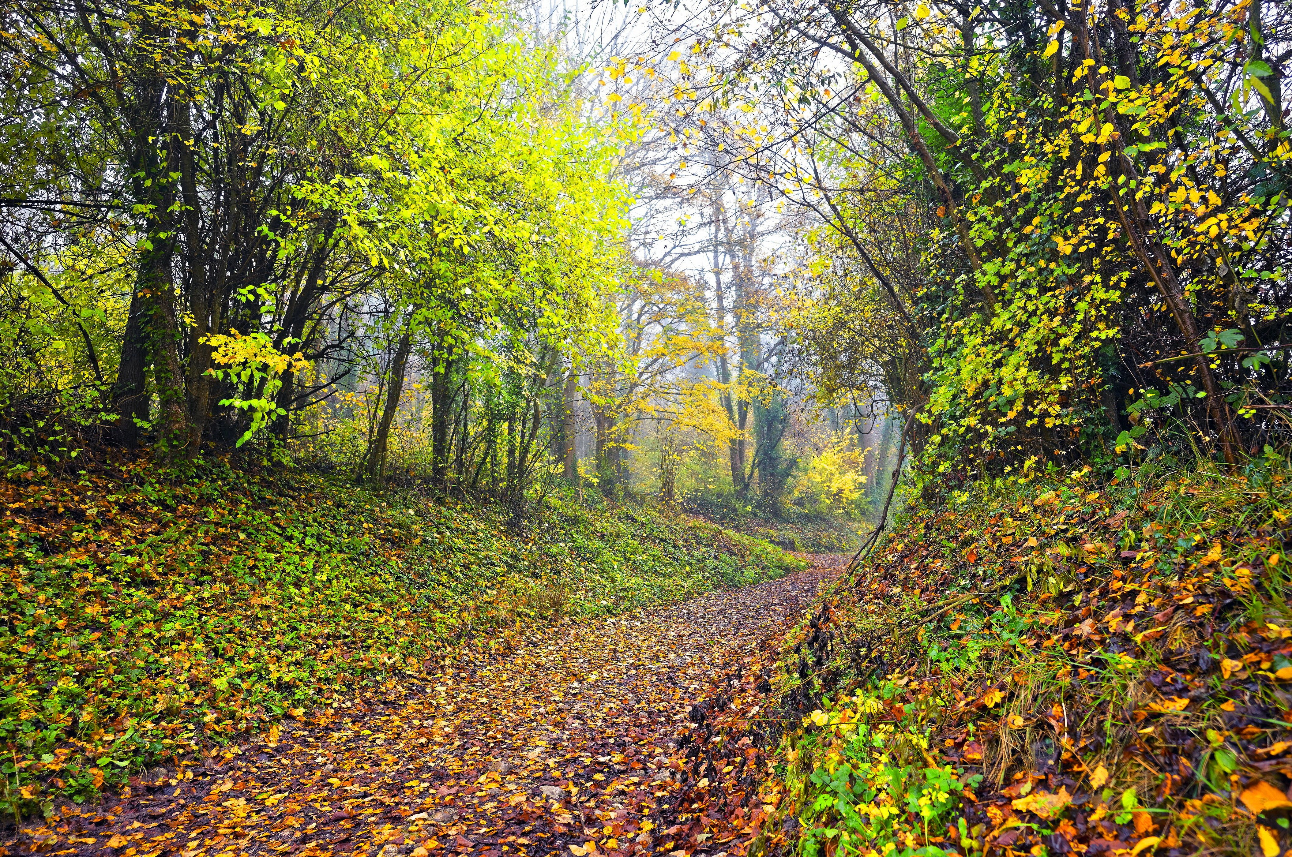 Autumn forest trail with colorful foliage HD Wallpaper