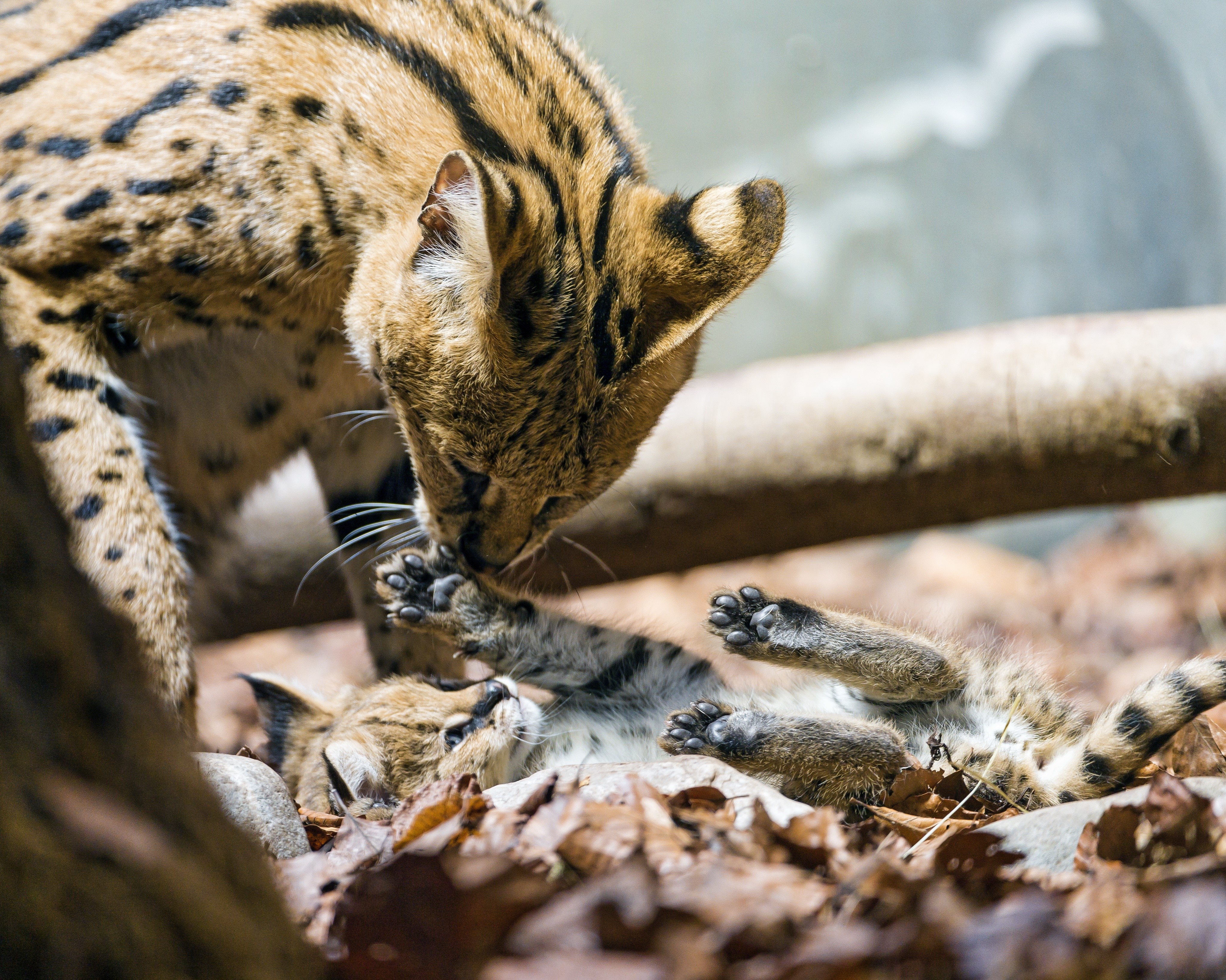Serval mother and cub playing HD Wallpaper