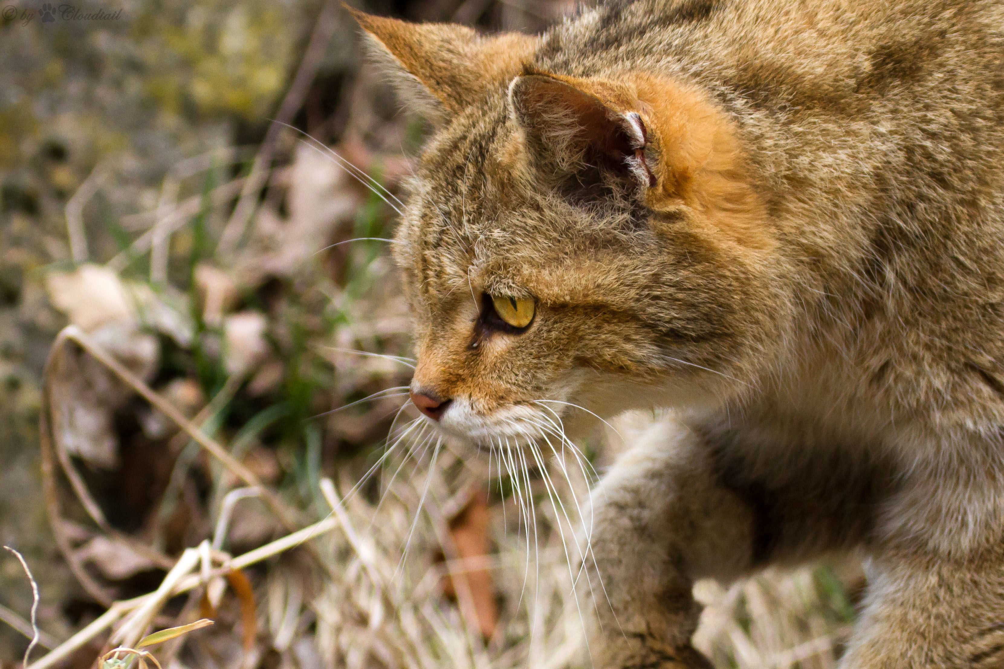 Close-up of a wildcat in dry grass HD Wallpaper