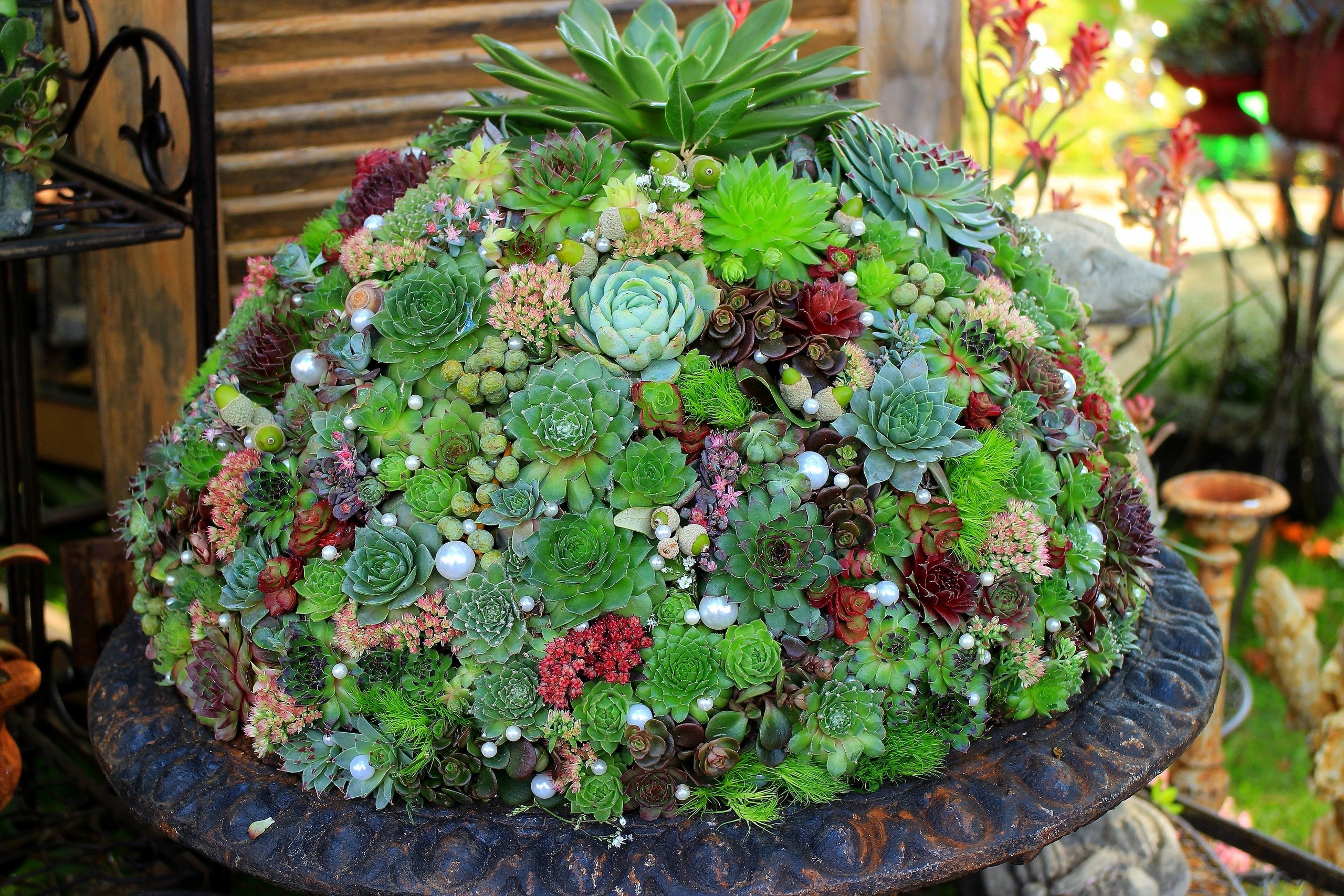 A large succulent arrangement in a dark pot HD Wallpaper