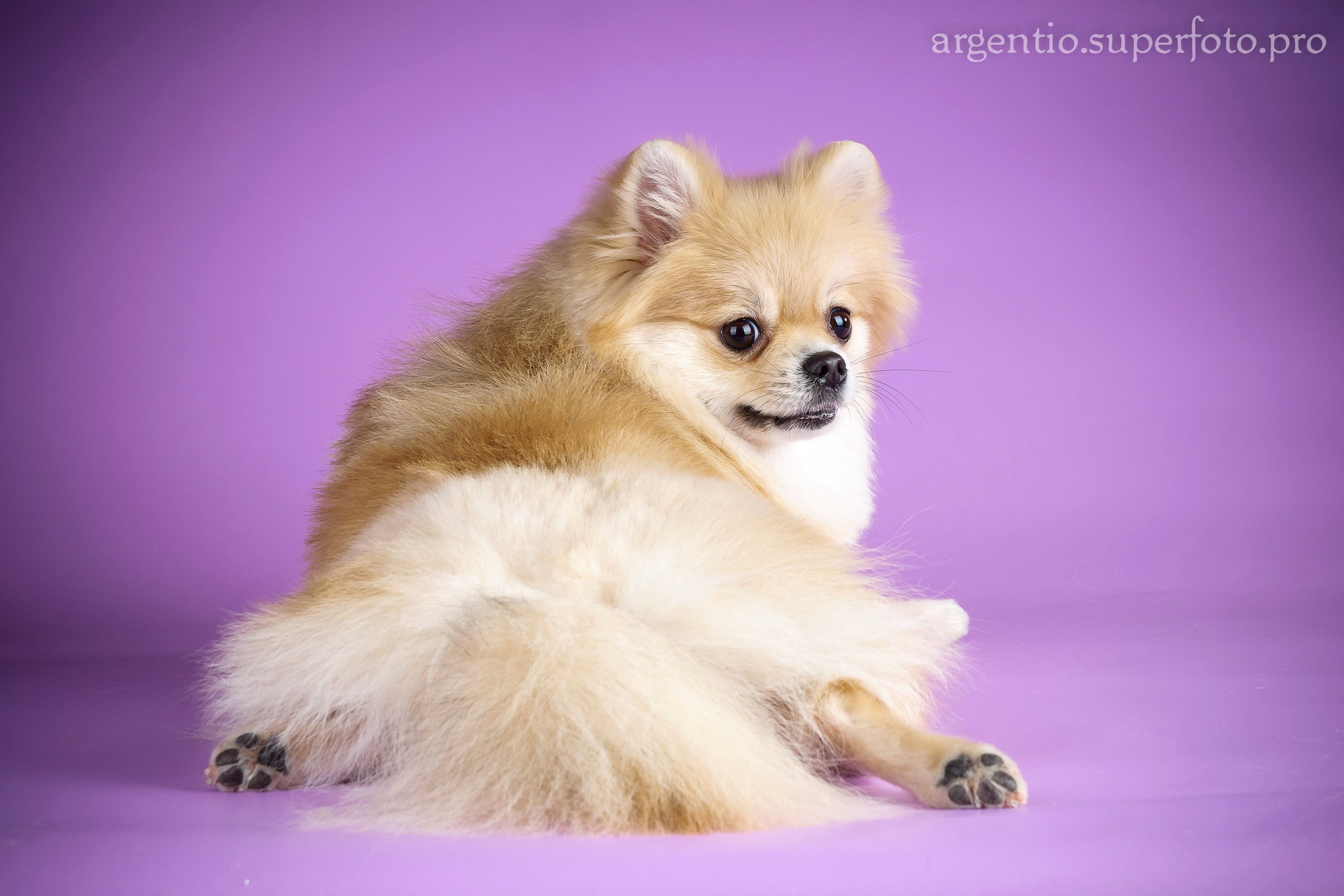 Pomeranian dog sitting on a purple background HD Wallpaper