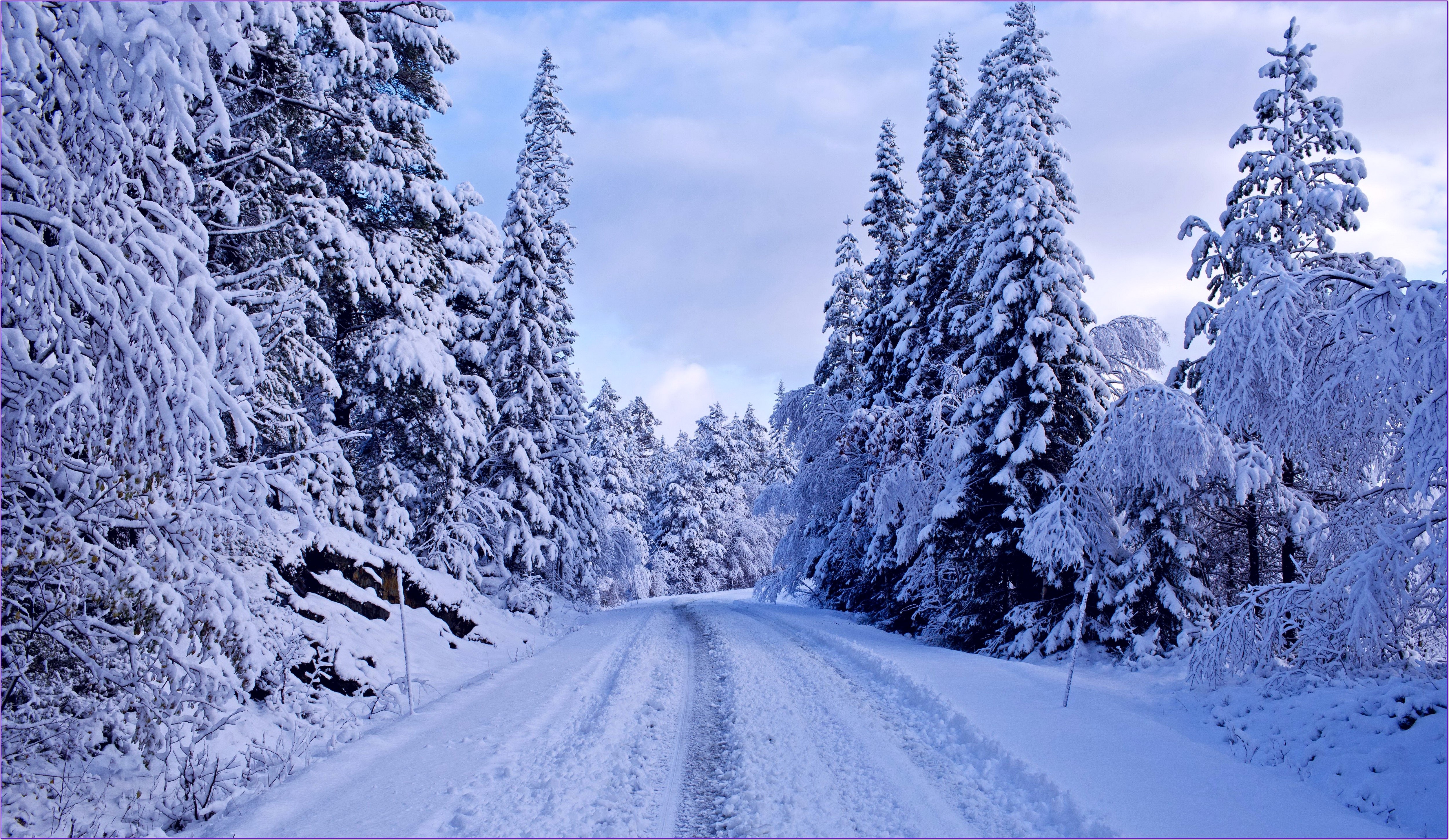 Winter road through snow-covered trees HD Wallpaper