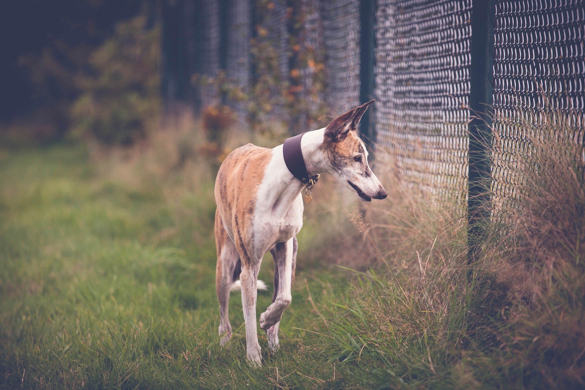 Brindle Greyhound dog with brown collar near a fence HD Wallpaper