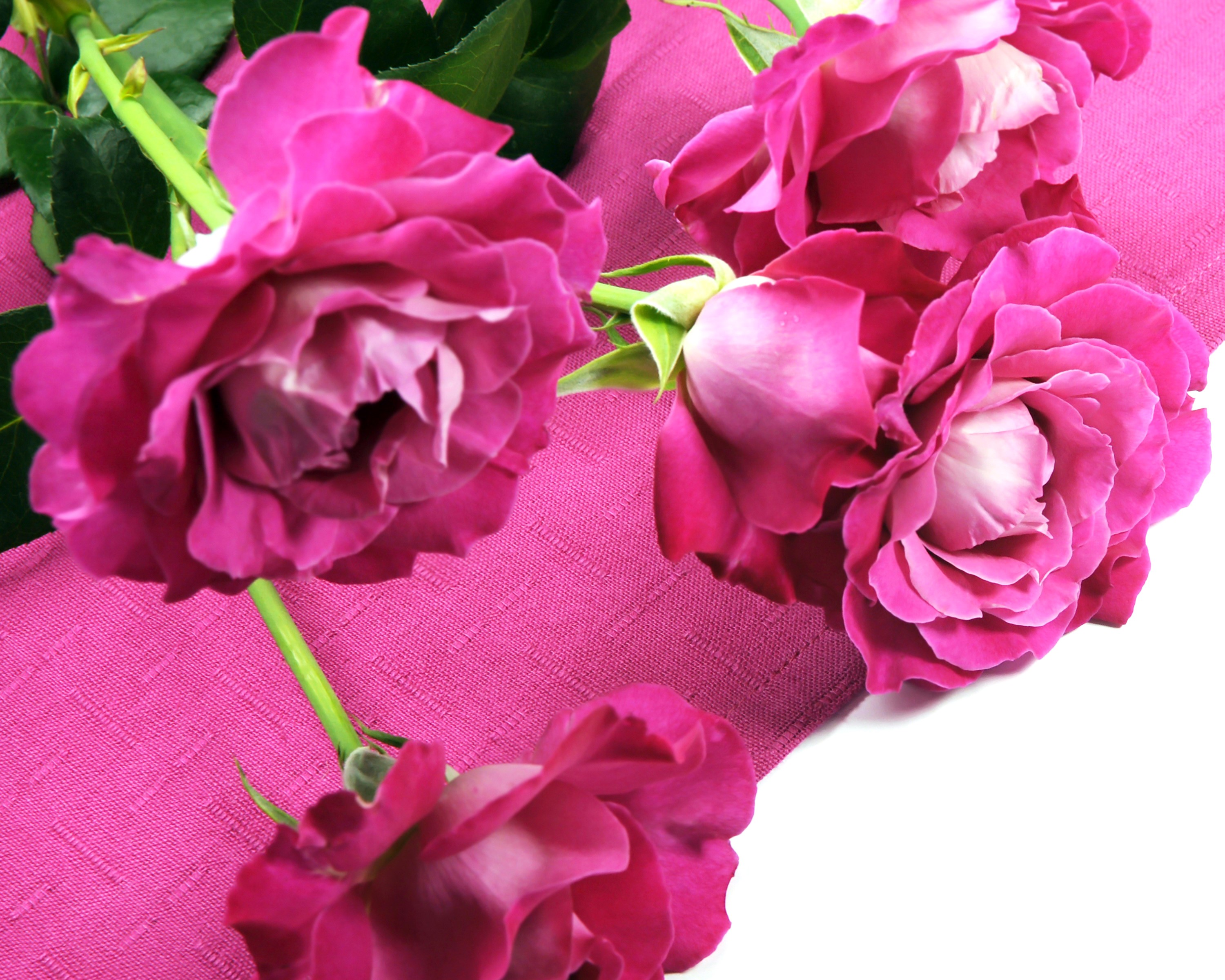 Pink Roses on a Pink Fabric HD Wallpaper