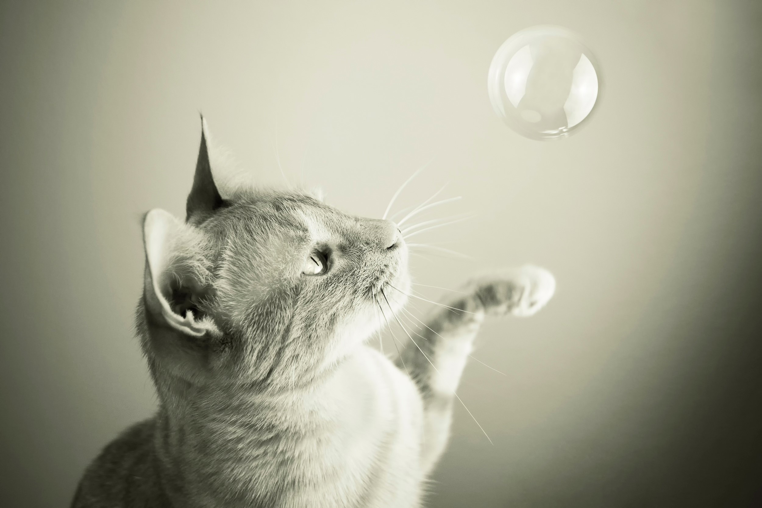 Cat playing with a bubble HD Wallpaper