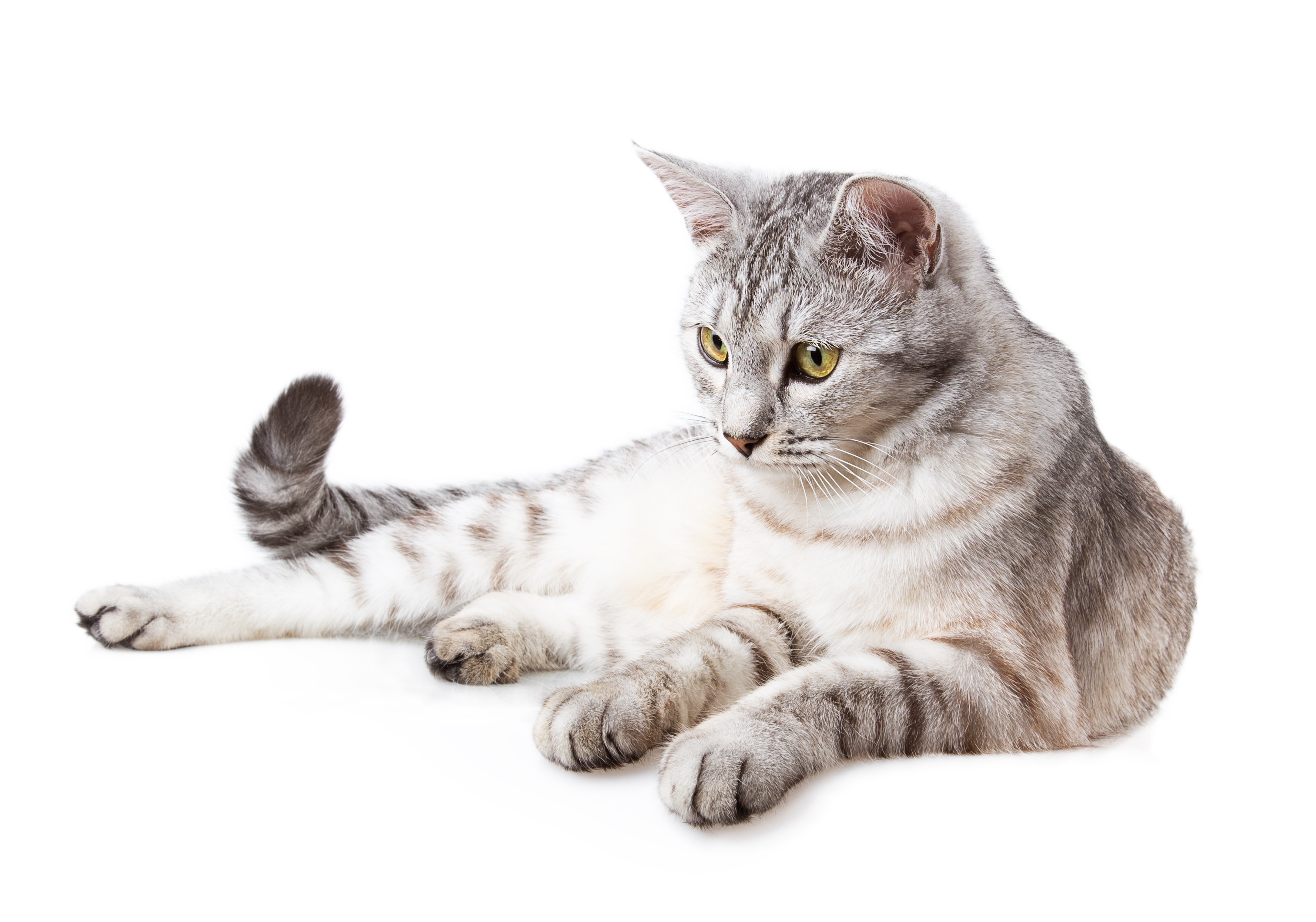 Silver tabby cat lying down HD Wallpaper