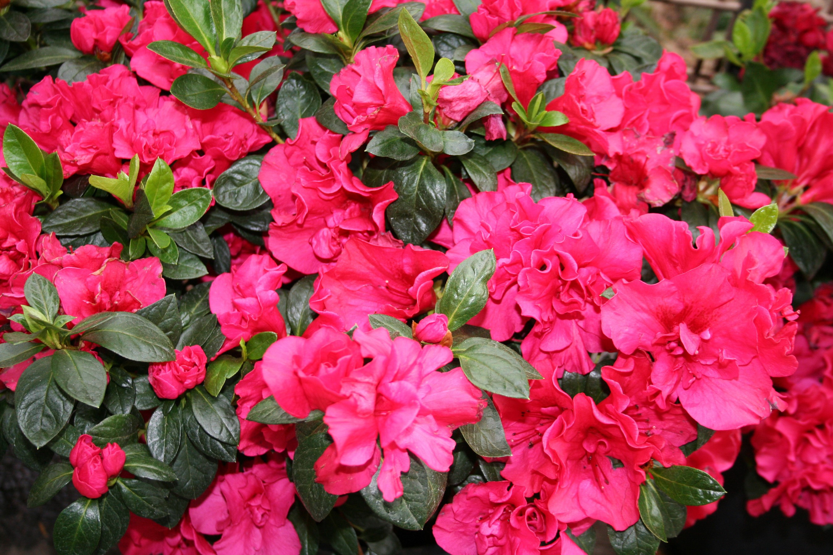 Close-up of bright pink azalea flowers and green leaves HD Wallpaper