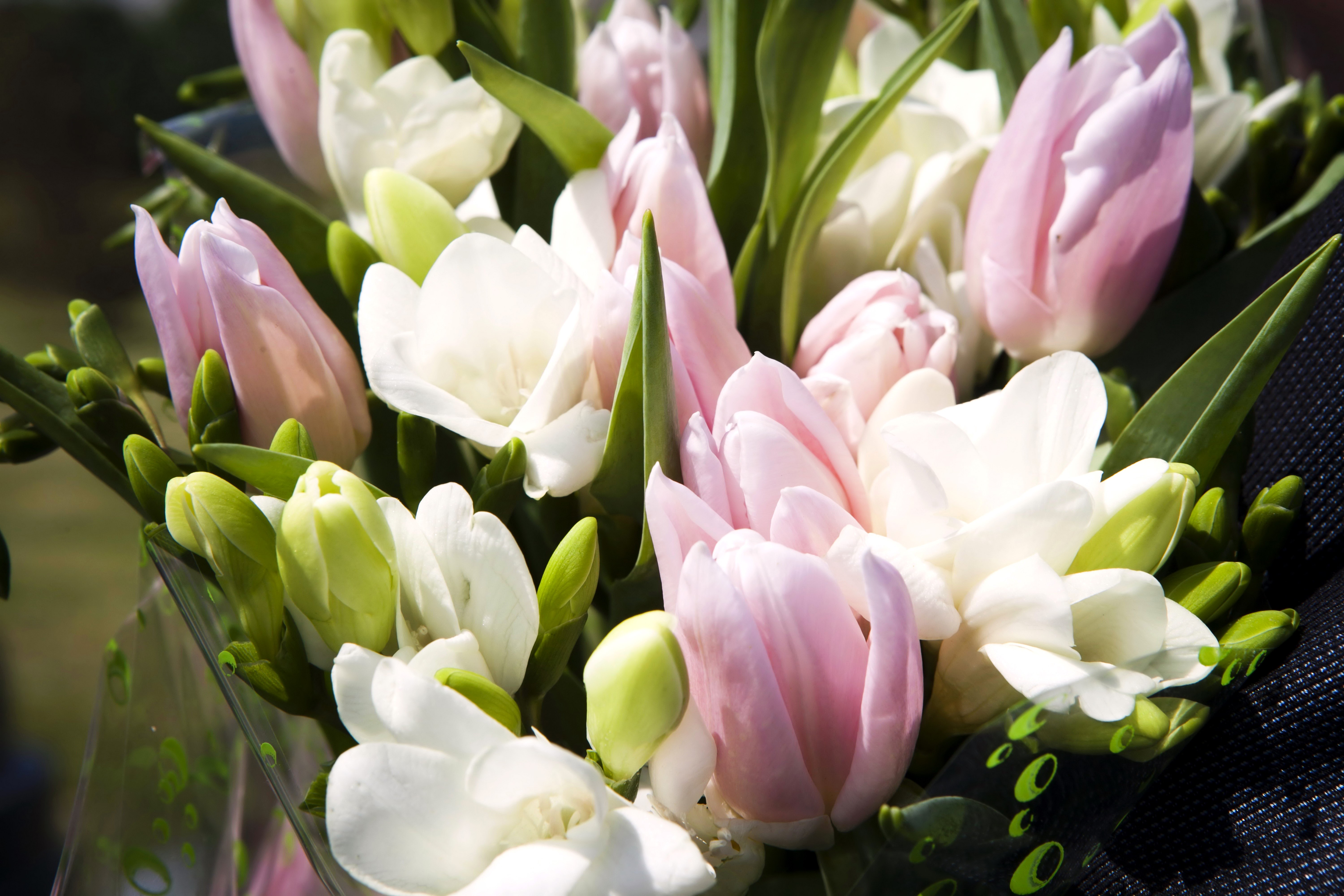 Pink and white tulips and freesia bouquet HD Wallpaper