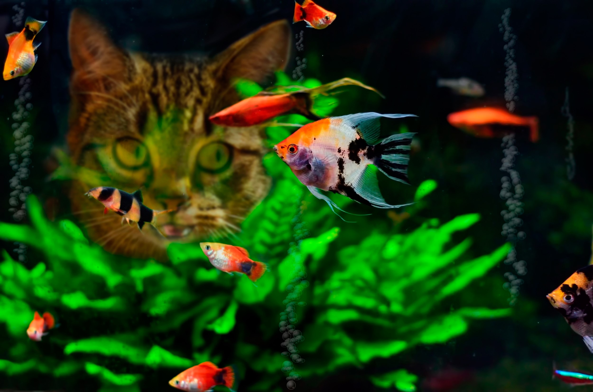 Cat and fish in an aquarium HD Wallpaper