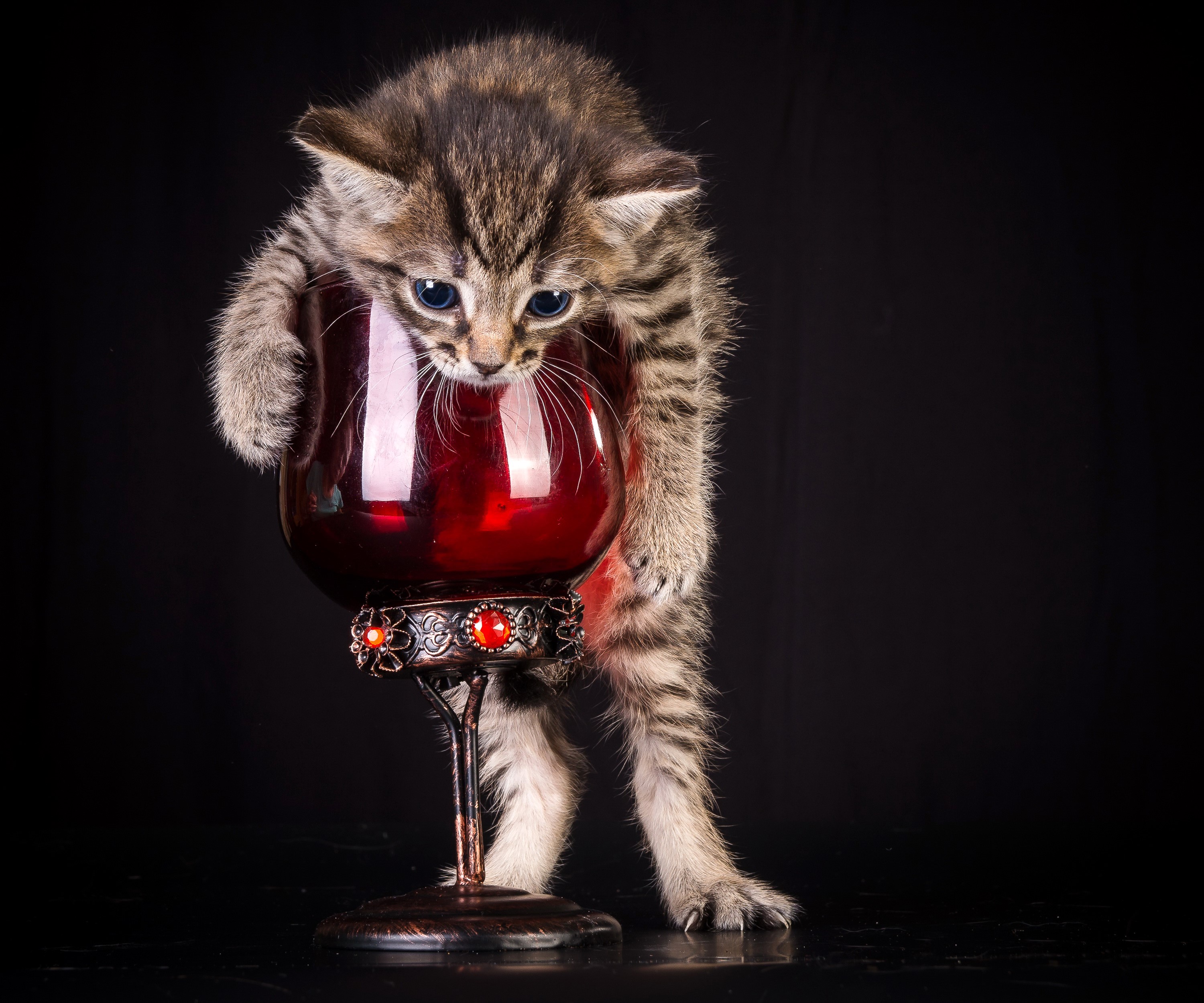 Kitten climbing on a decorative red glass goblet HD Wallpaper