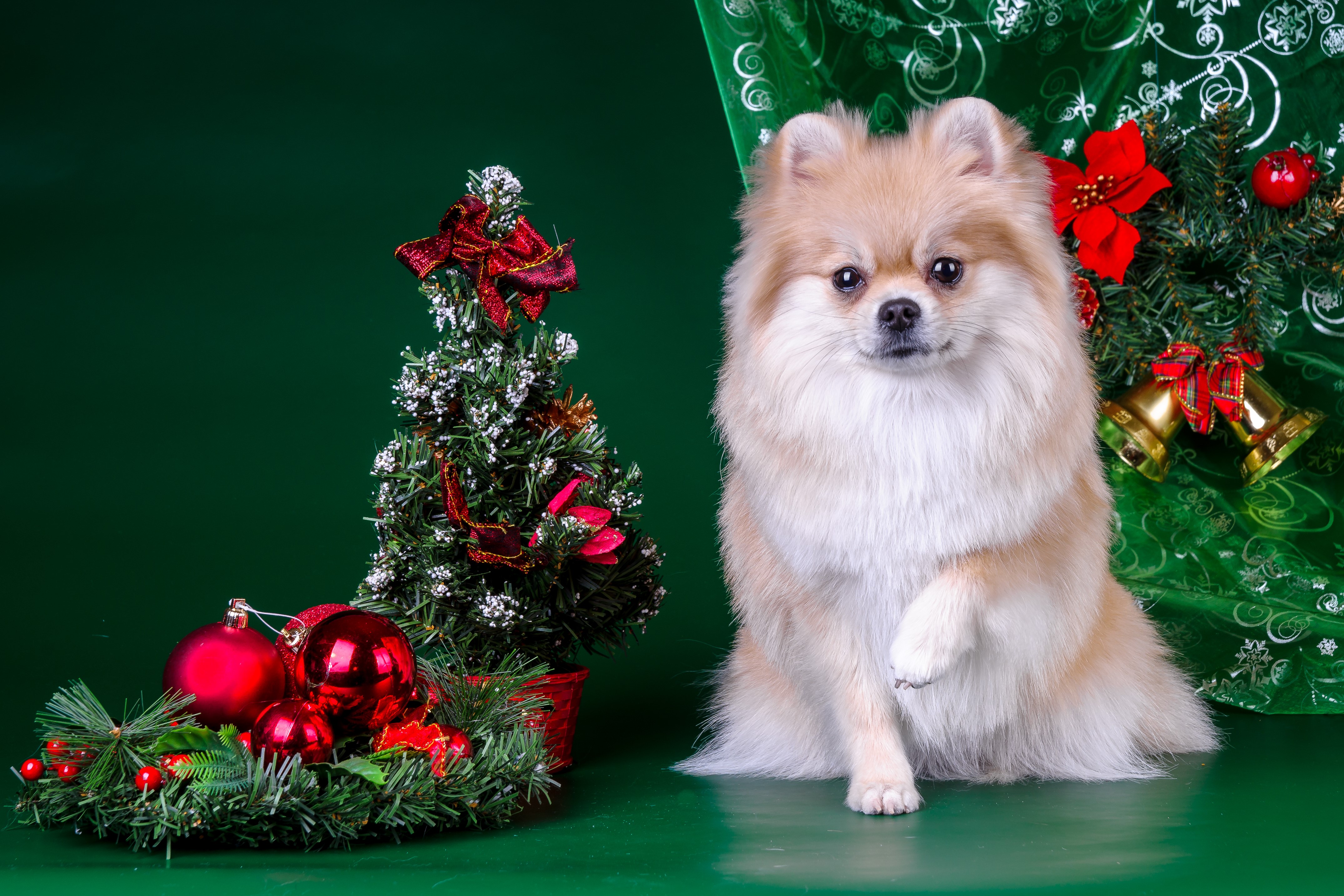 Pomeranian dog with Christmas tree and decorations HD Wallpaper