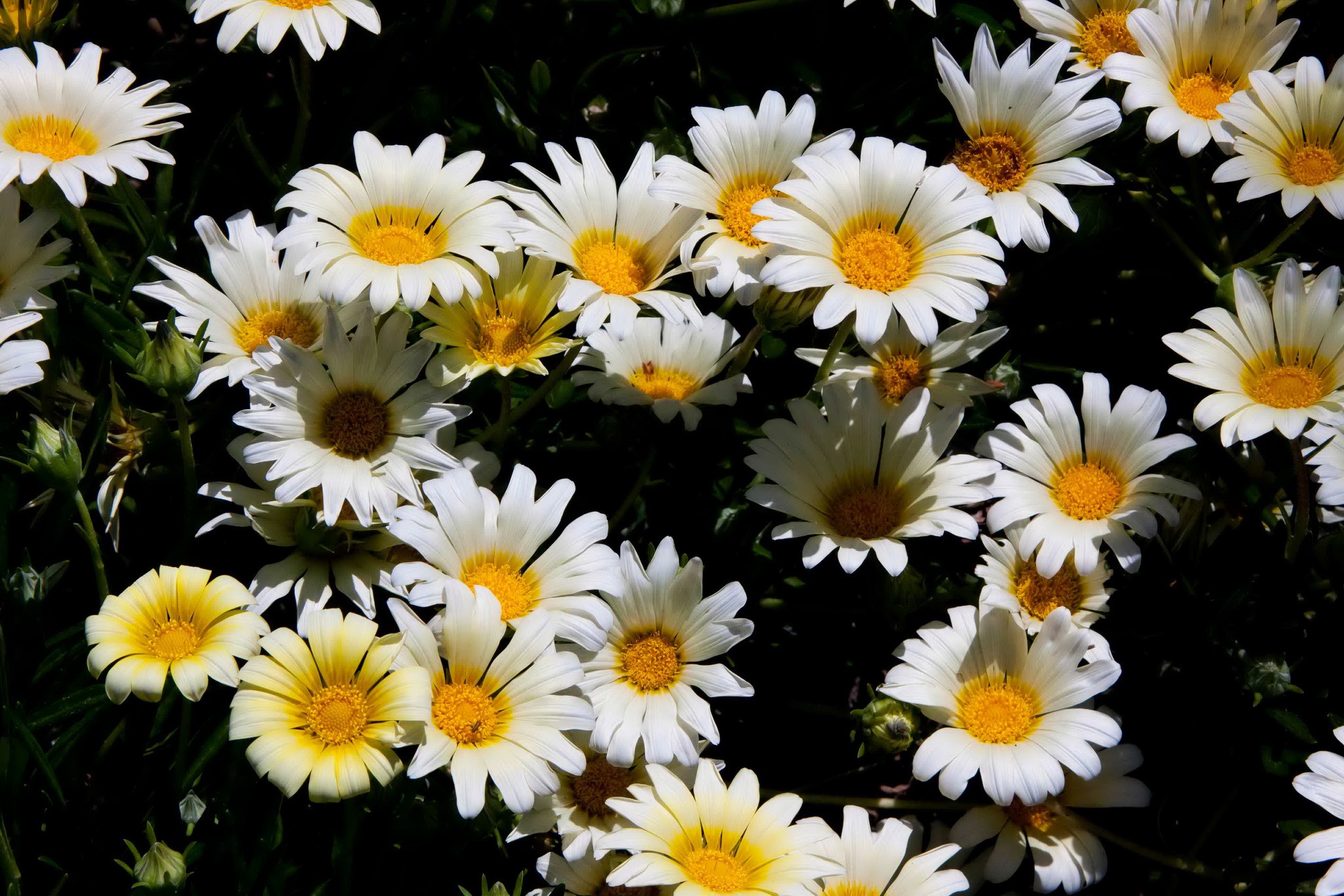 Many white and yellow Gazanias in bloom HD Wallpaper