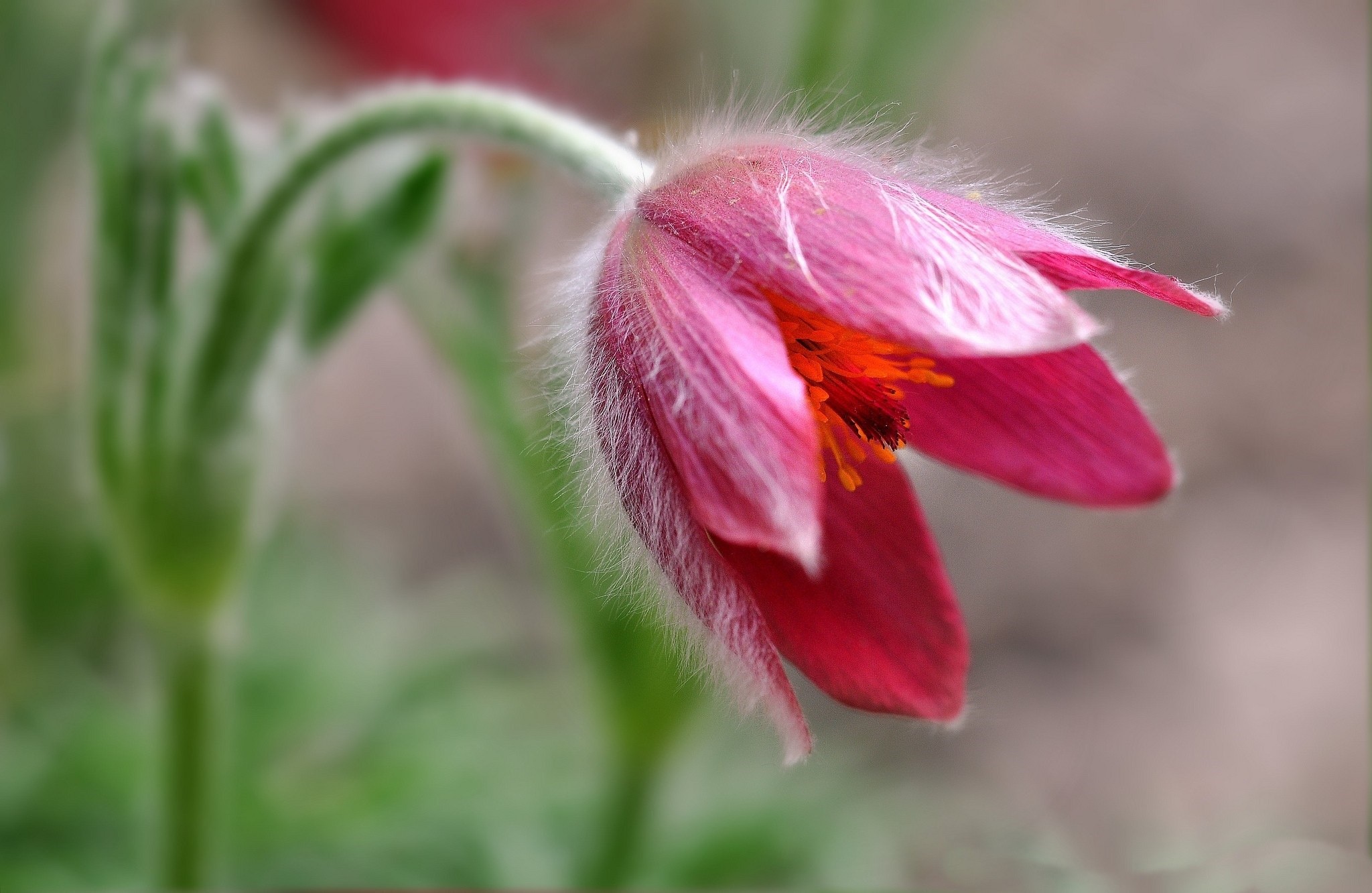 Pink Pasqueflower with Hairy Petals HD Wallpaper