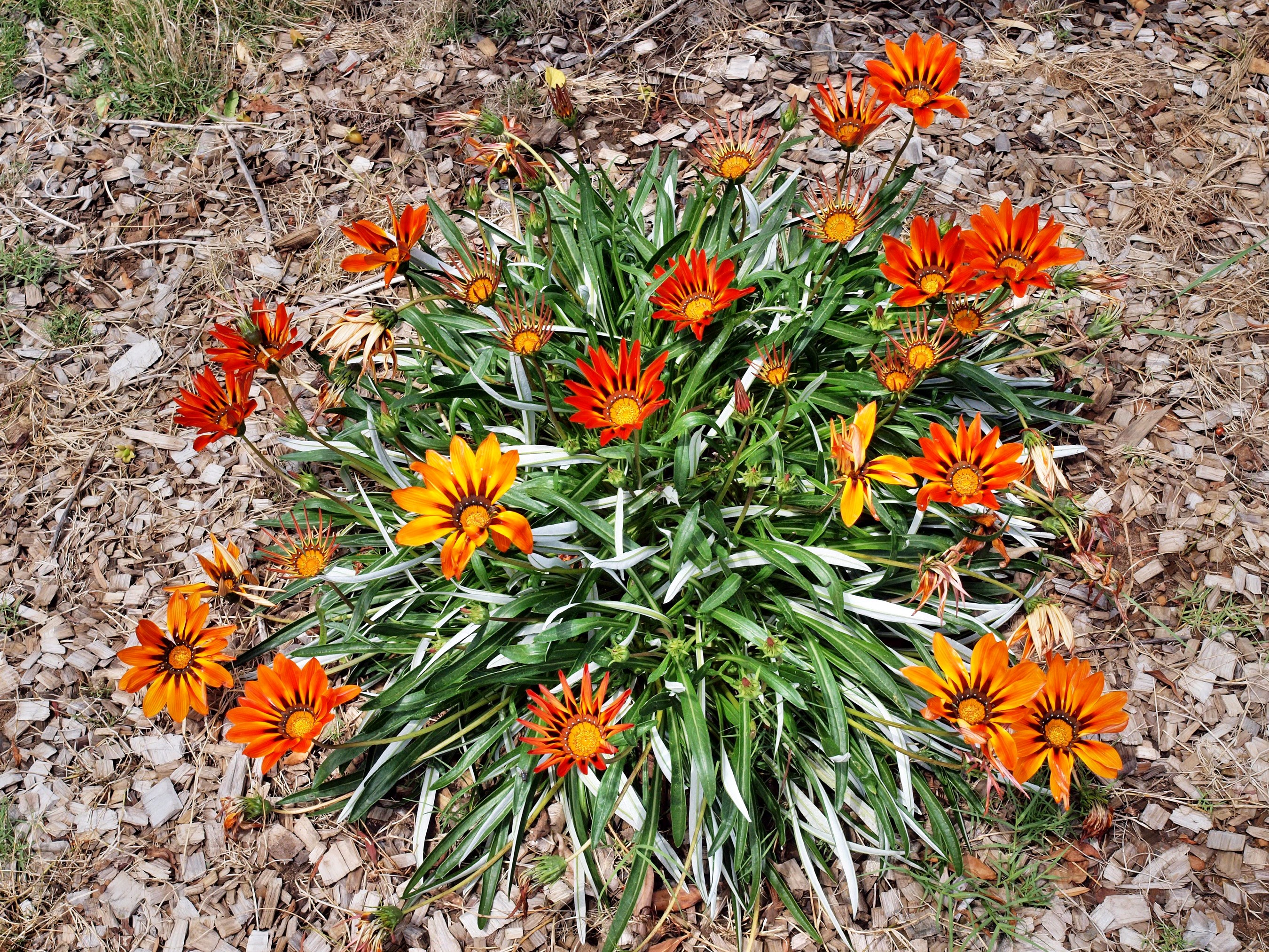 Gazania flowers in bloom HD Wallpaper