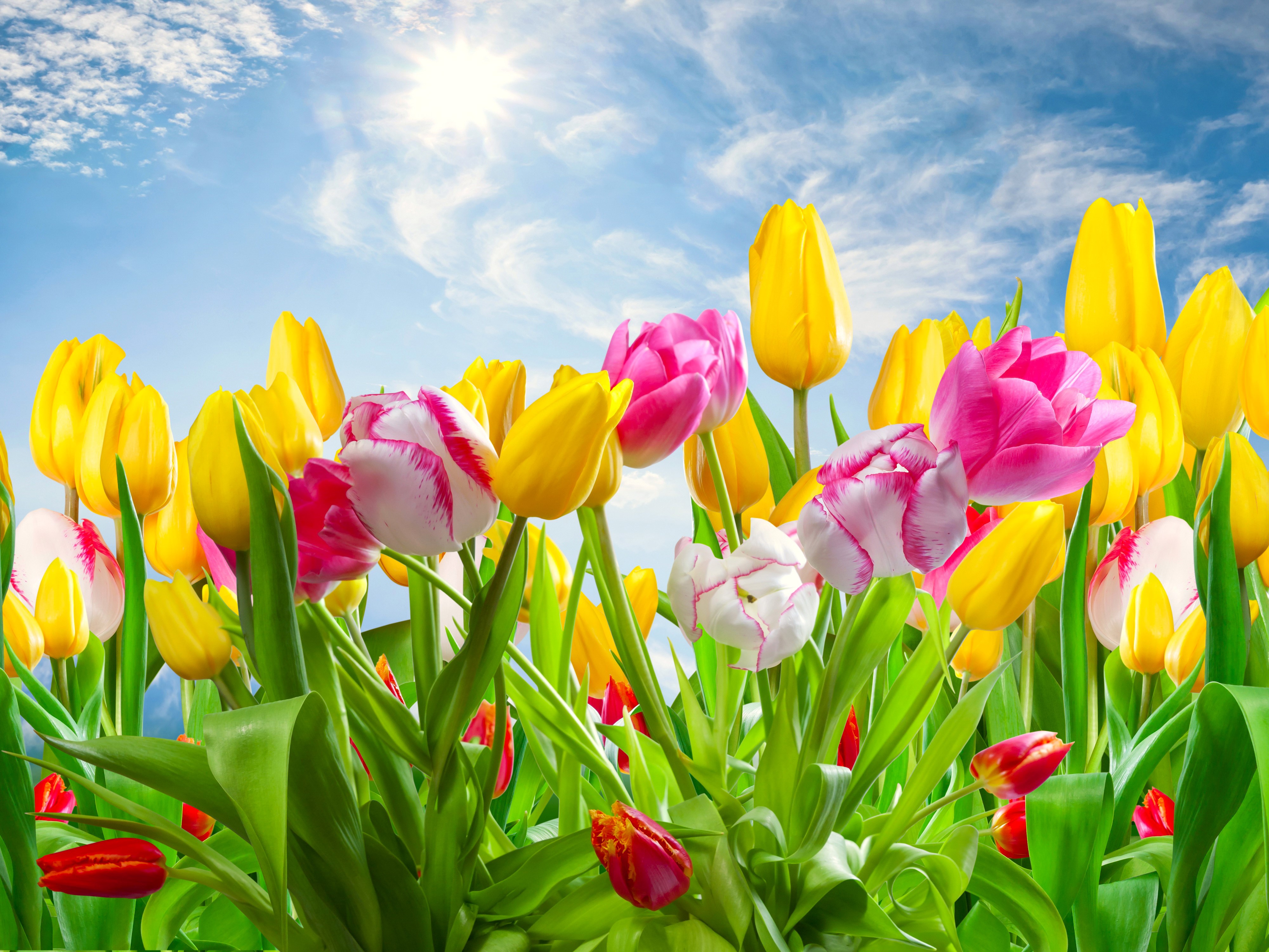 4K Tulips Field Under Sunny Sky HD Wallpaper