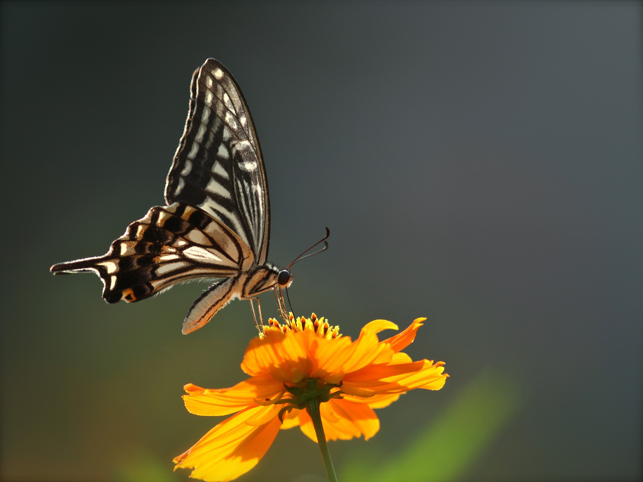 Butterfly on an orange flower HD Wallpaper