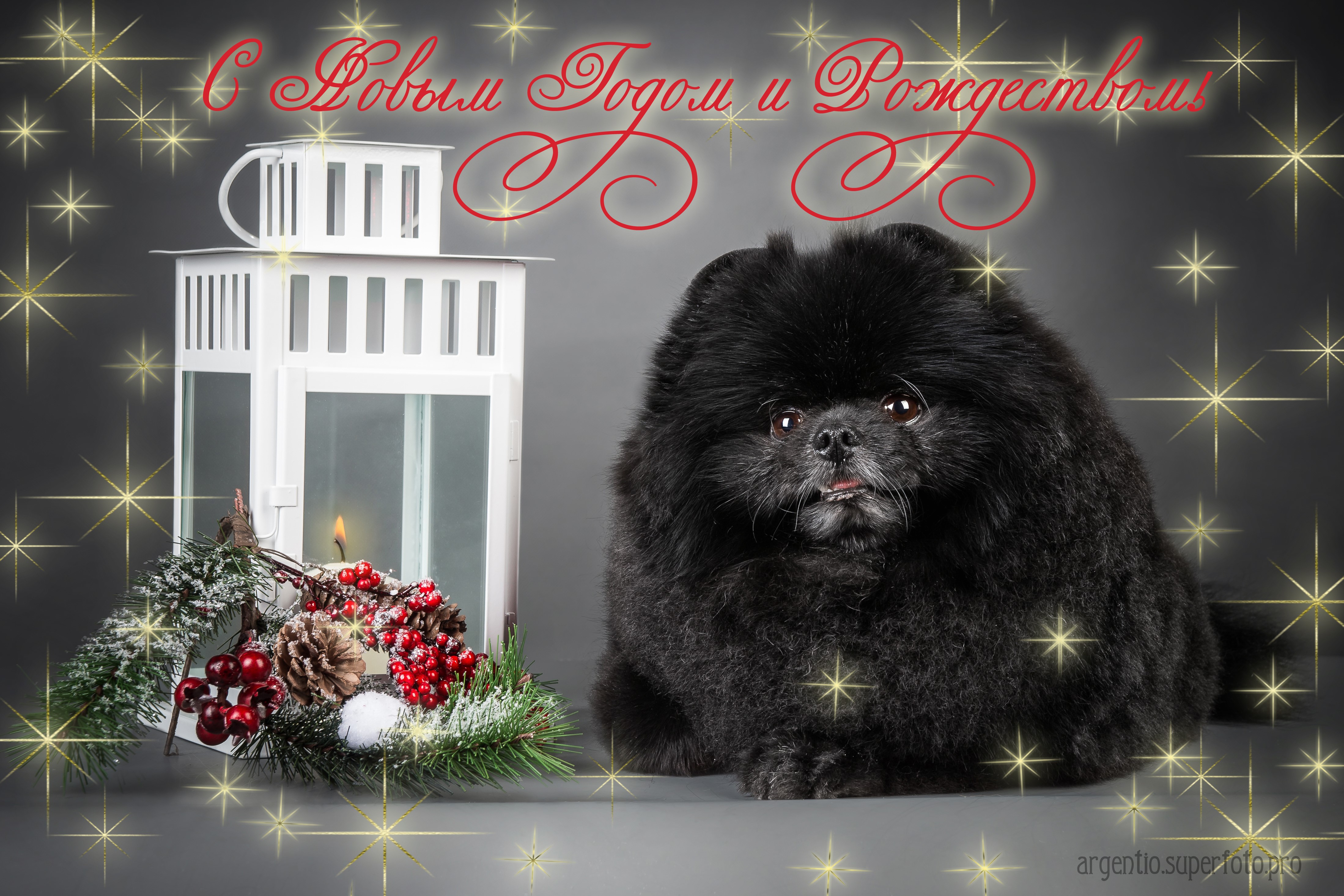 Black dog with Christmas lantern and decorations HD Wallpaper